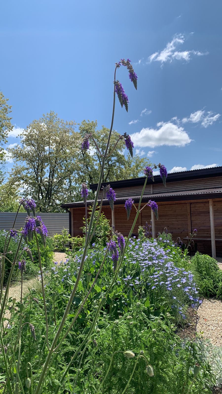 Фото Лавандовые холмы