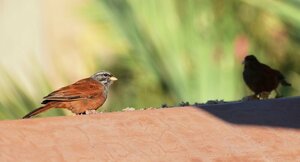 Гостевой дом Dar Housnia