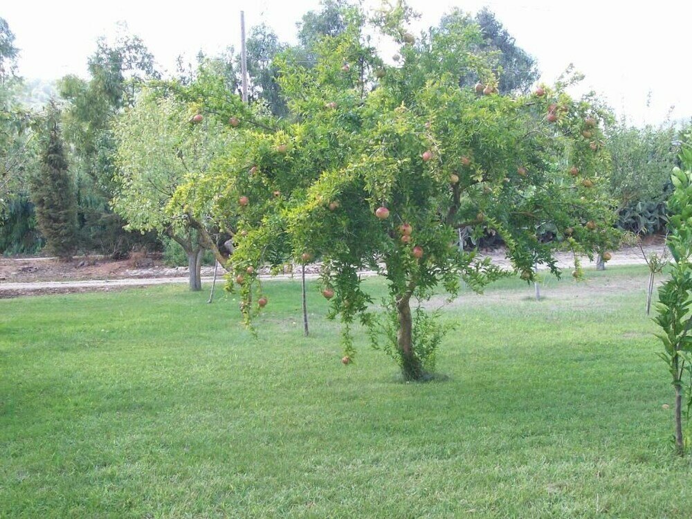 Фото B&b da Giovanna