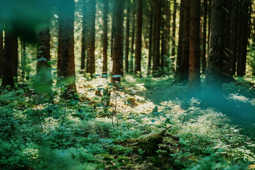 Фото Hotel Hasselhof Superior