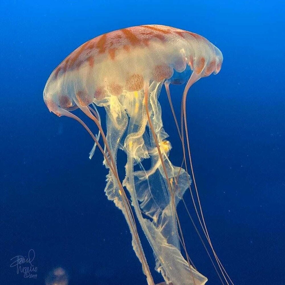 Фото Anchor Pointe Inn