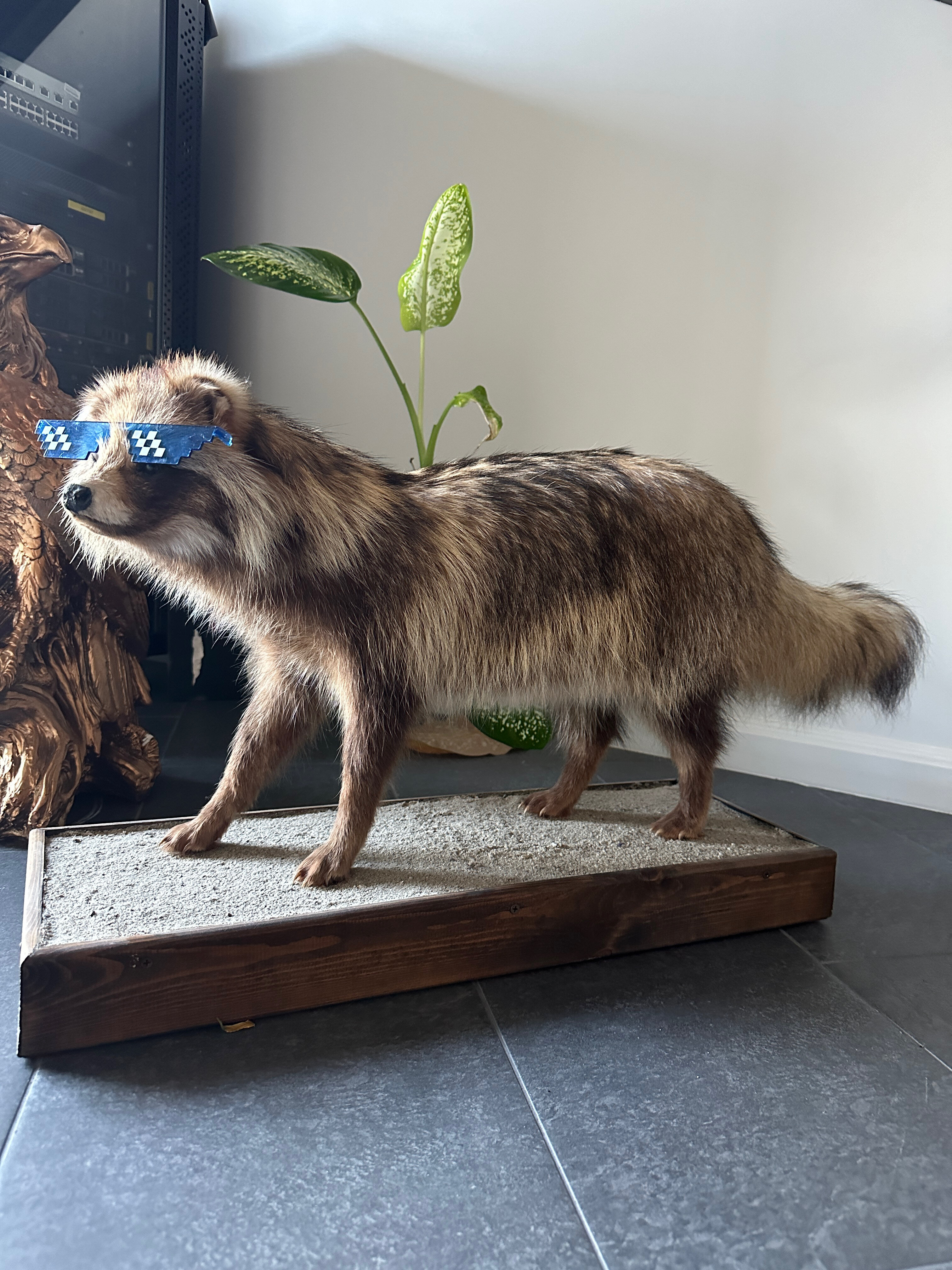 Фото Альфа Гарден