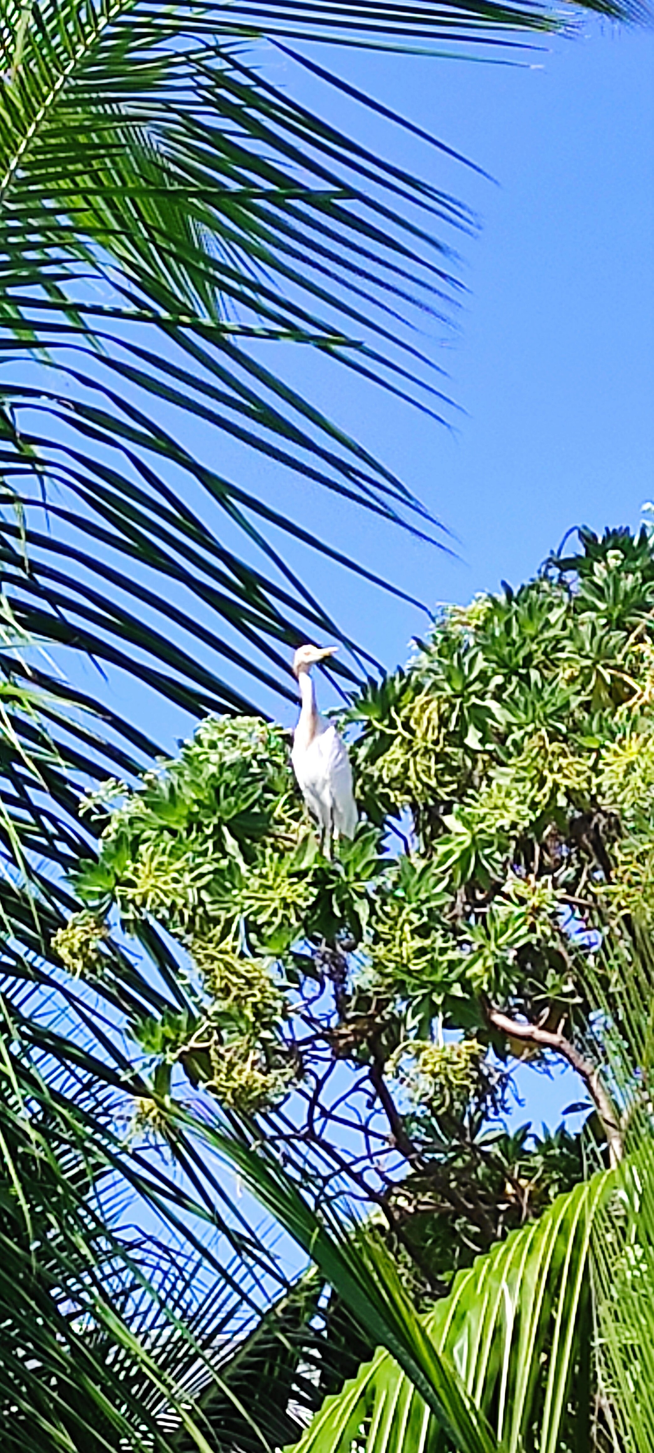 Фото Lagoon View Maldives