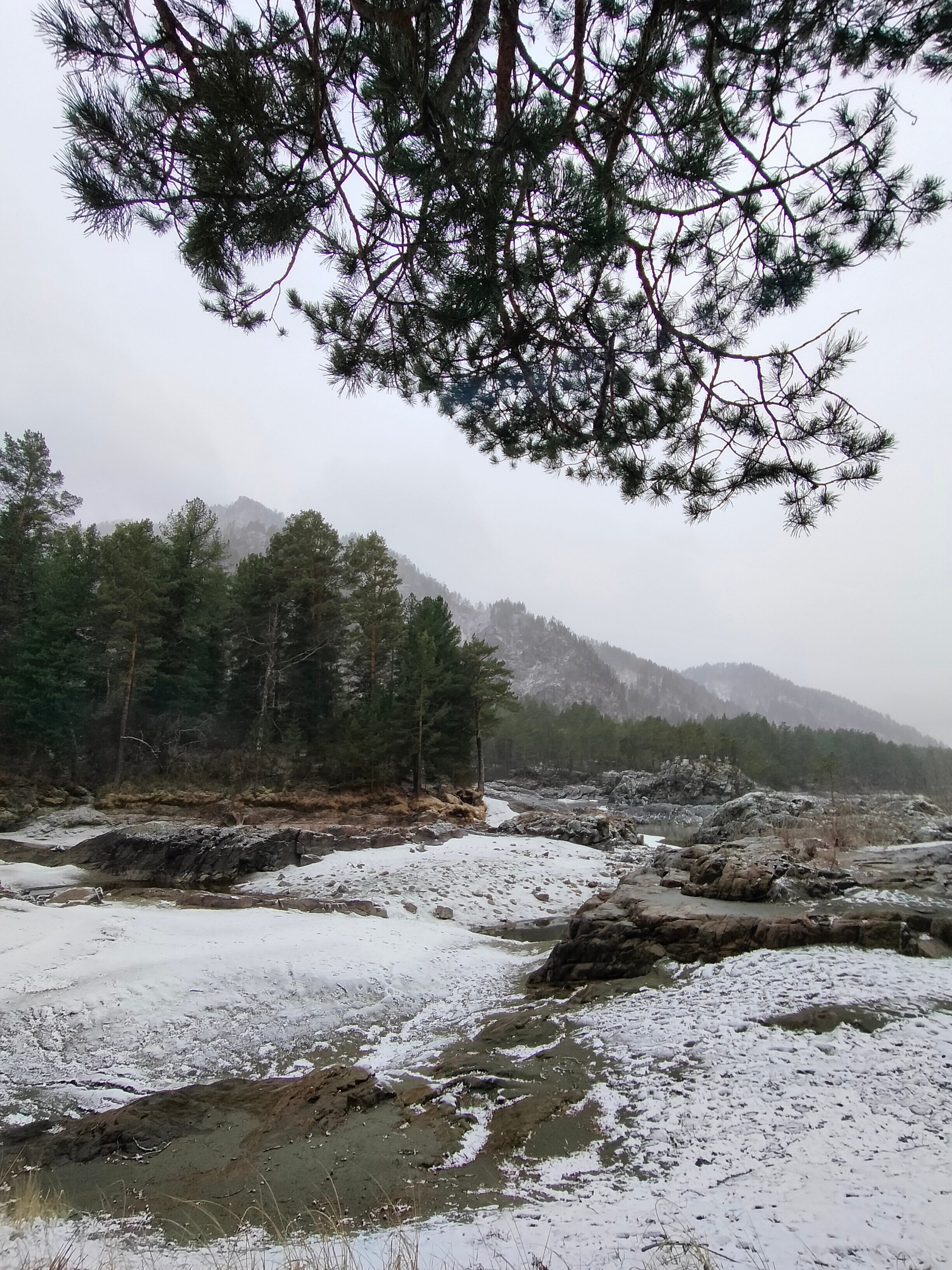Фото Кедровый остров
