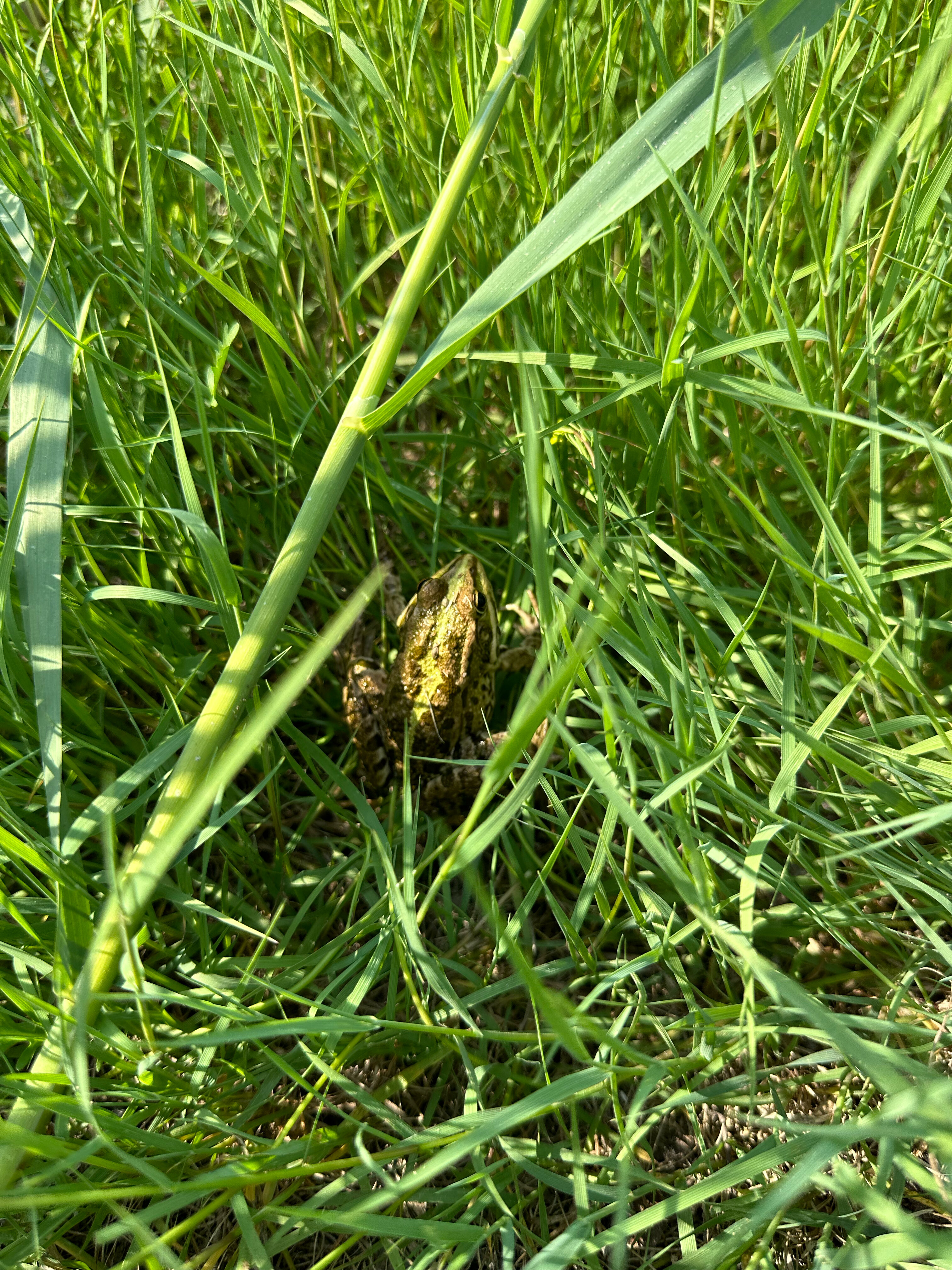 Фото Берлога