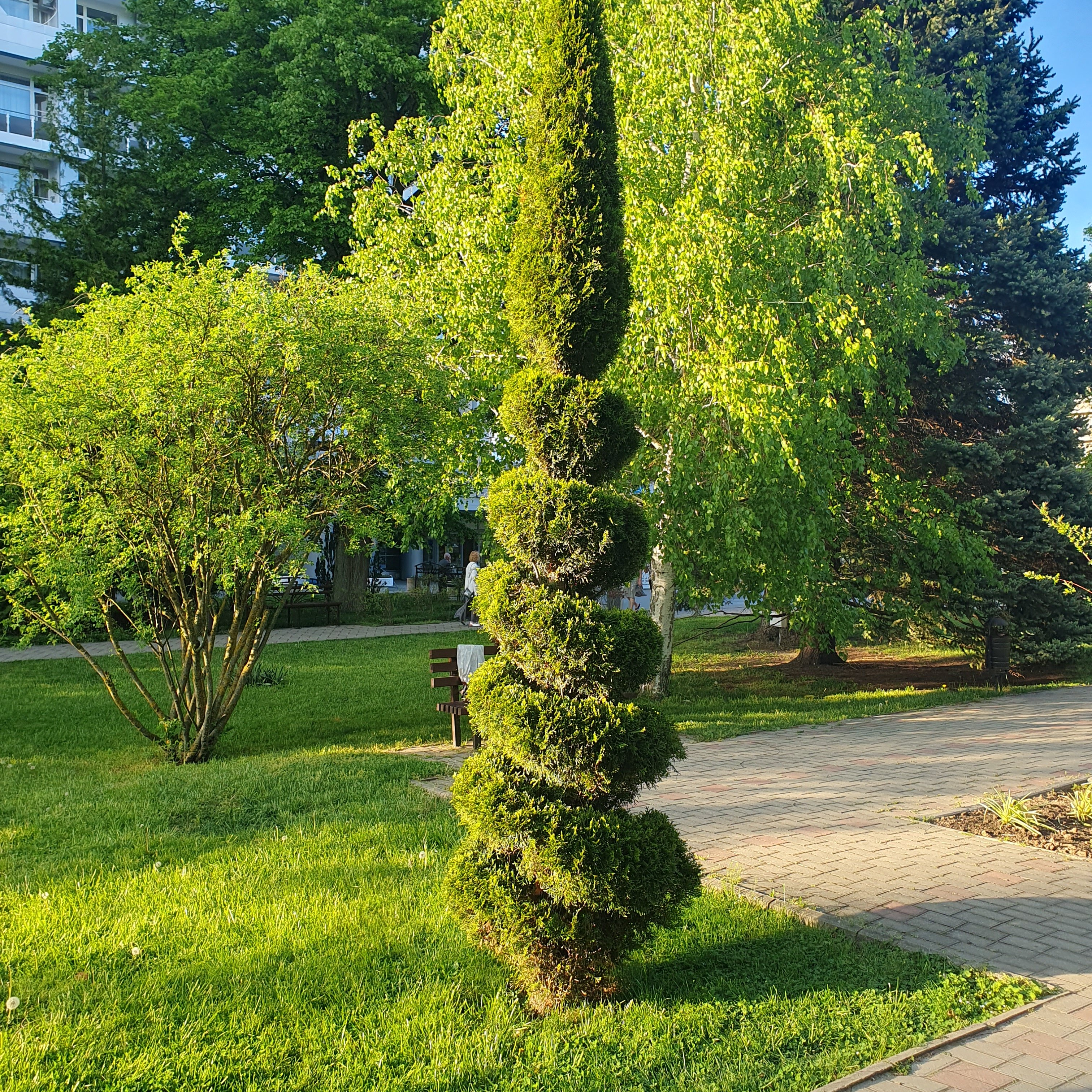 Фото Берёзка