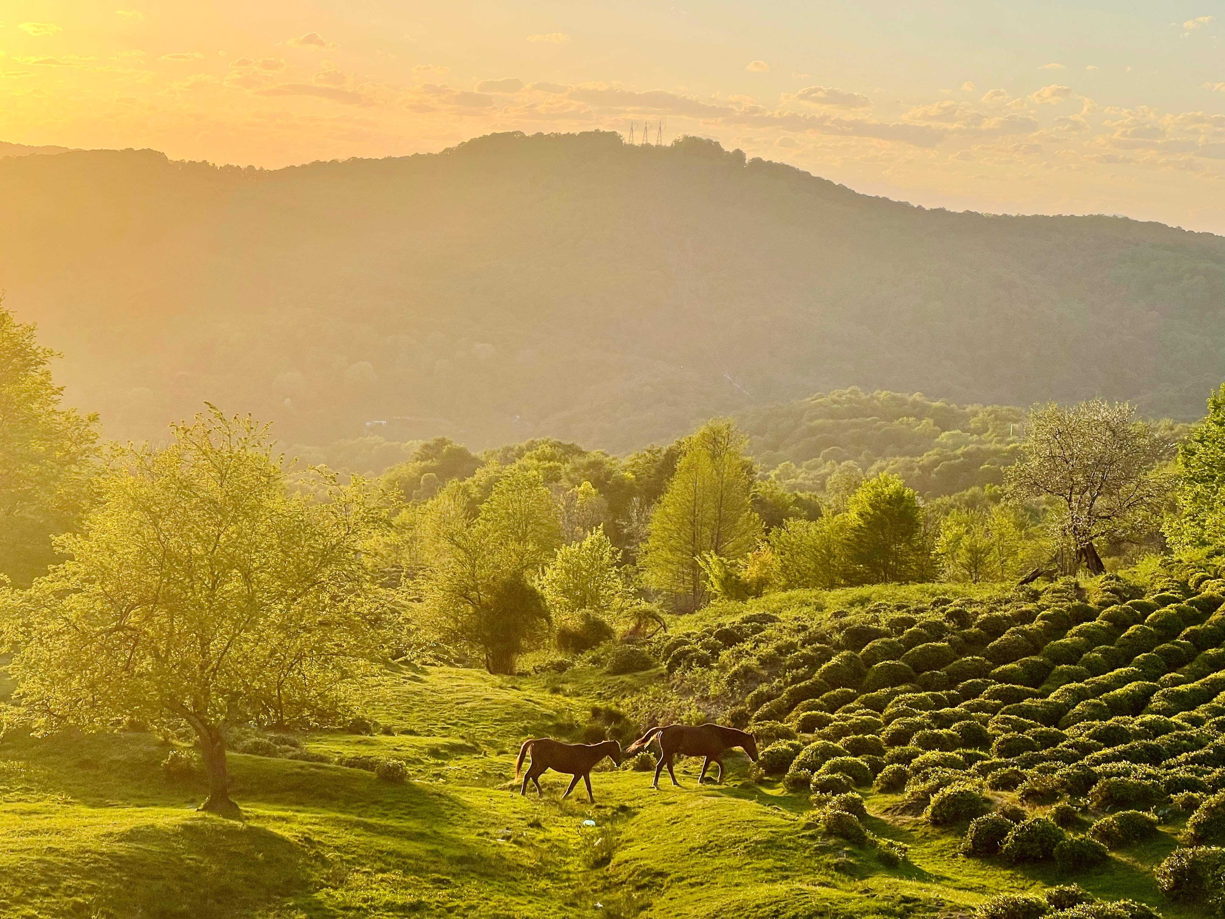 Фото Озеро Ольховое