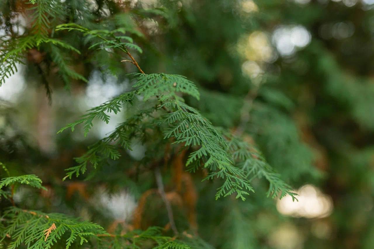 Фото Сосновый Бор