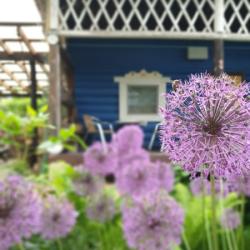 Фото Лавандовый сад