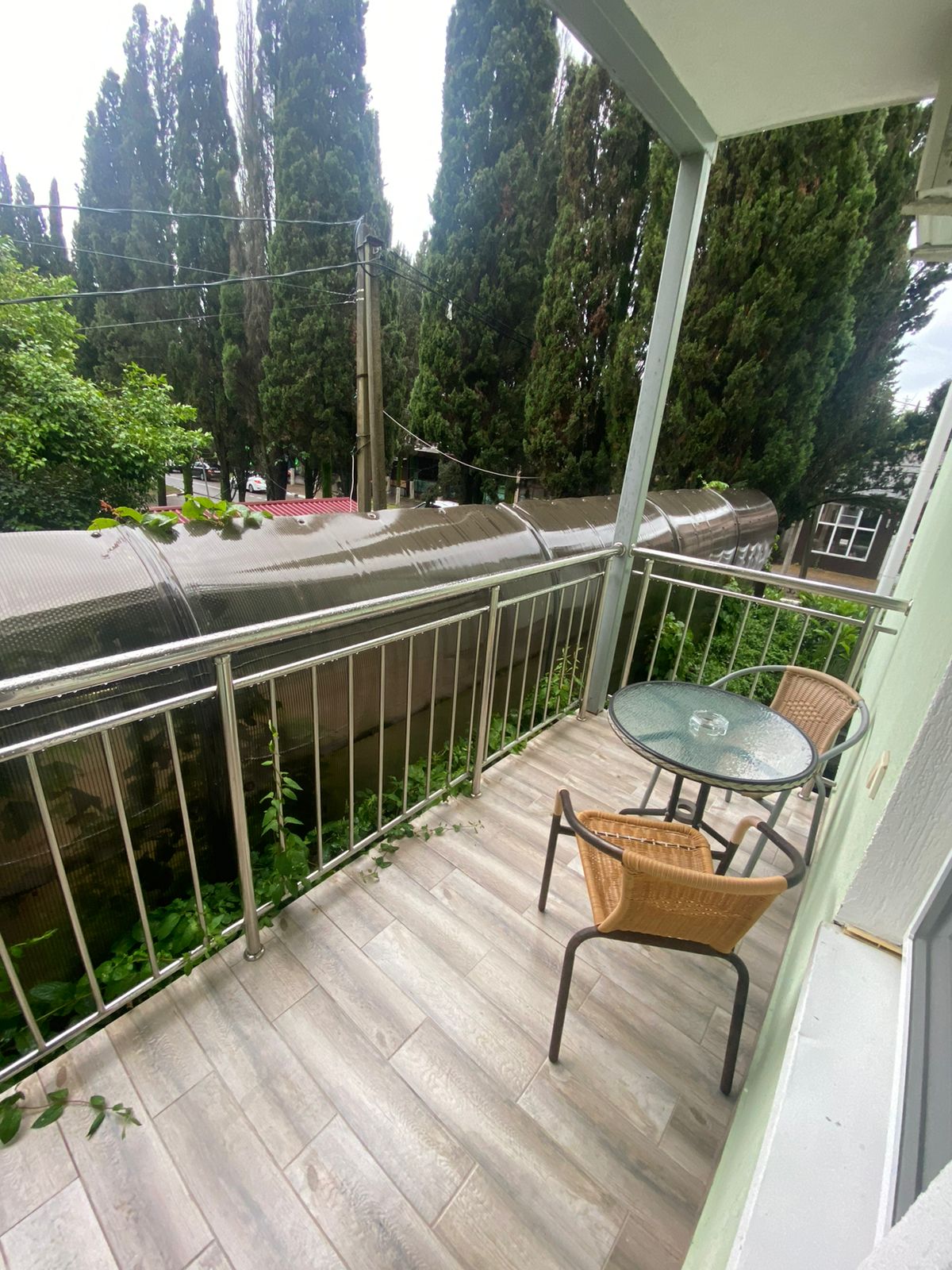 Фото Тростник