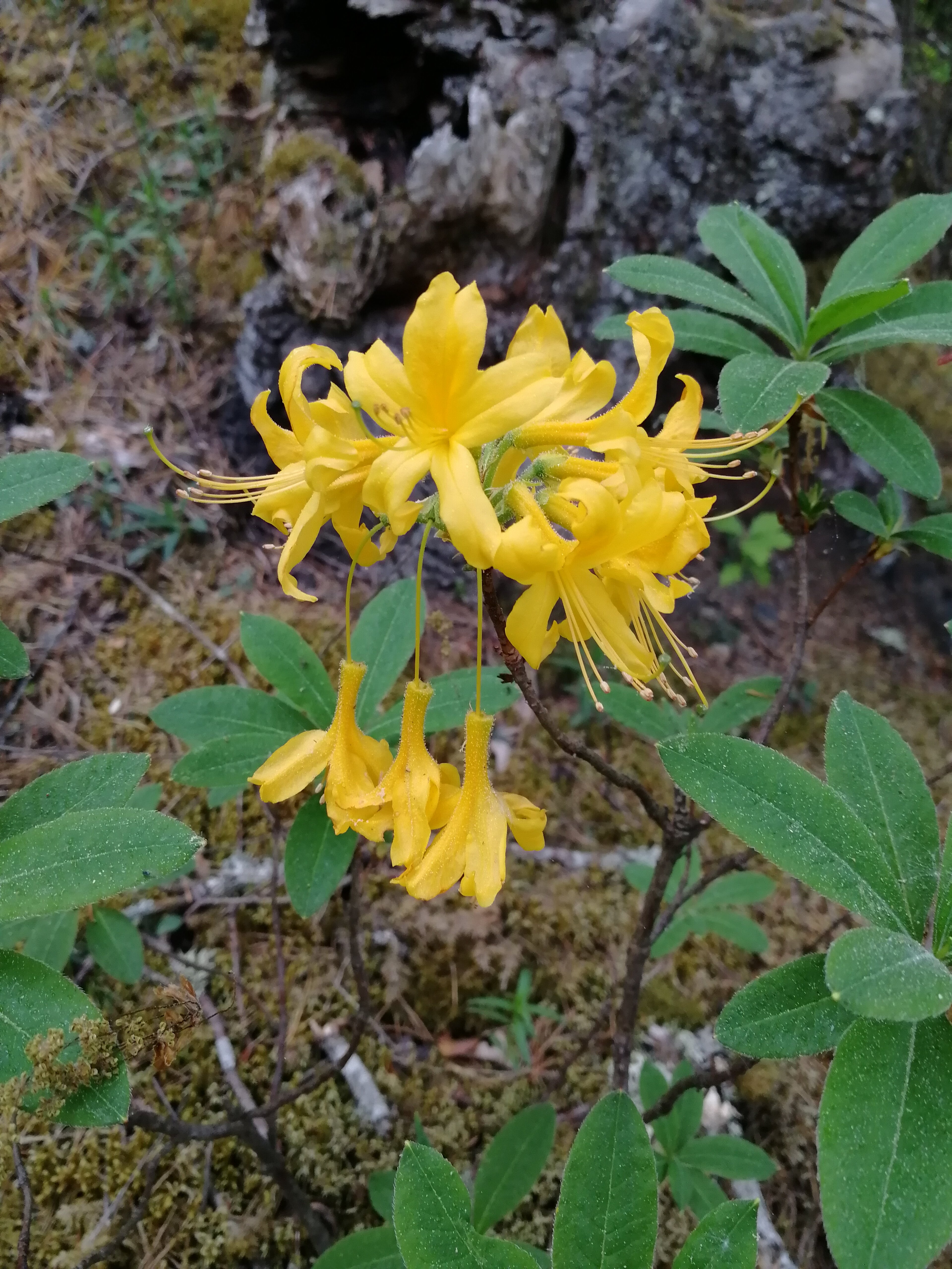 Фото Усадьба Трикиди