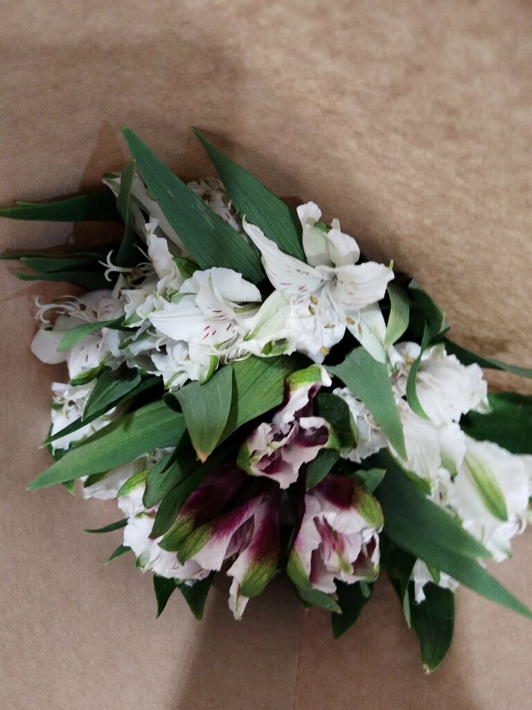 Анастасия Чемезова