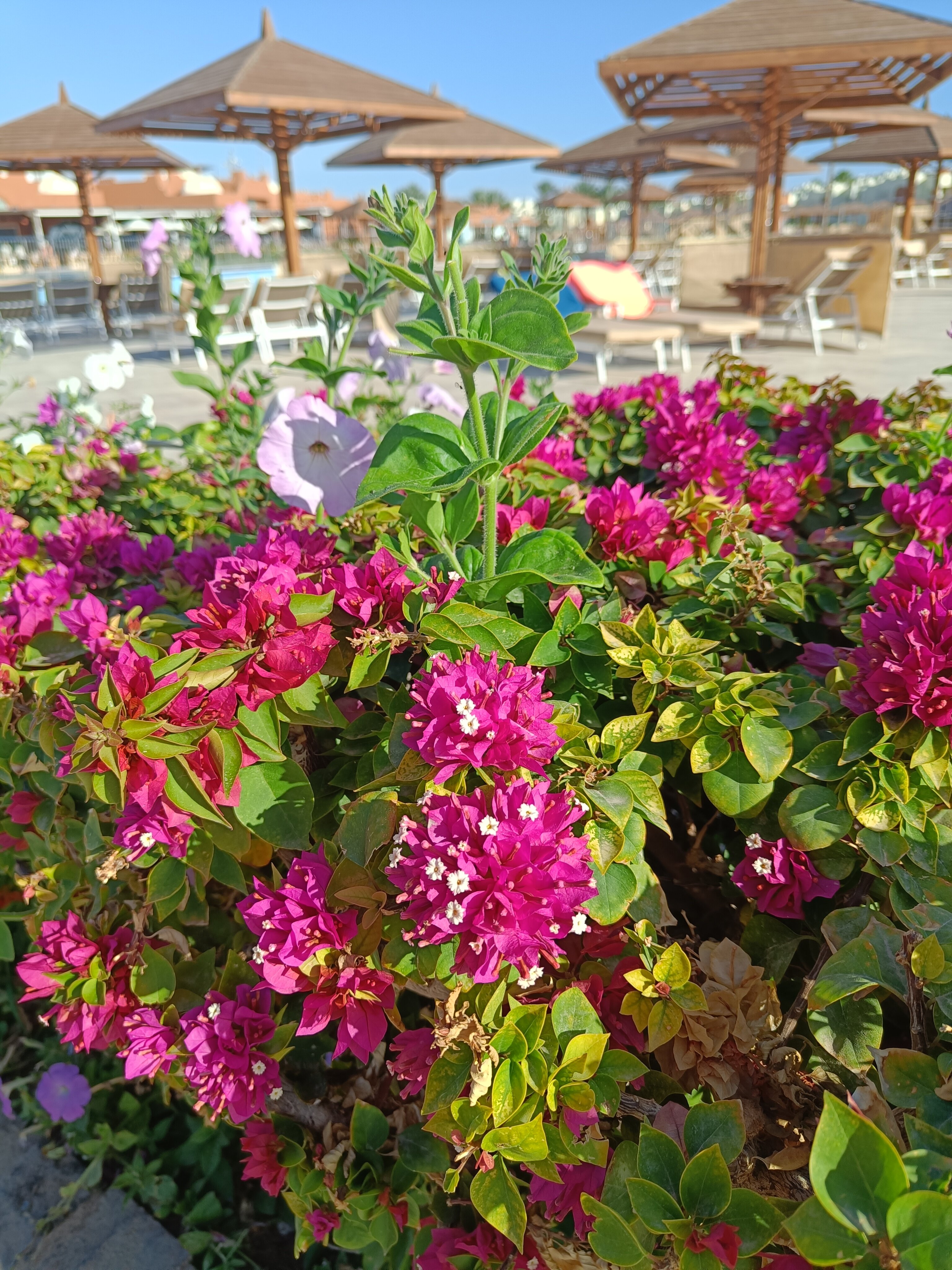 Фото Санрайз Роял Макади Резорт