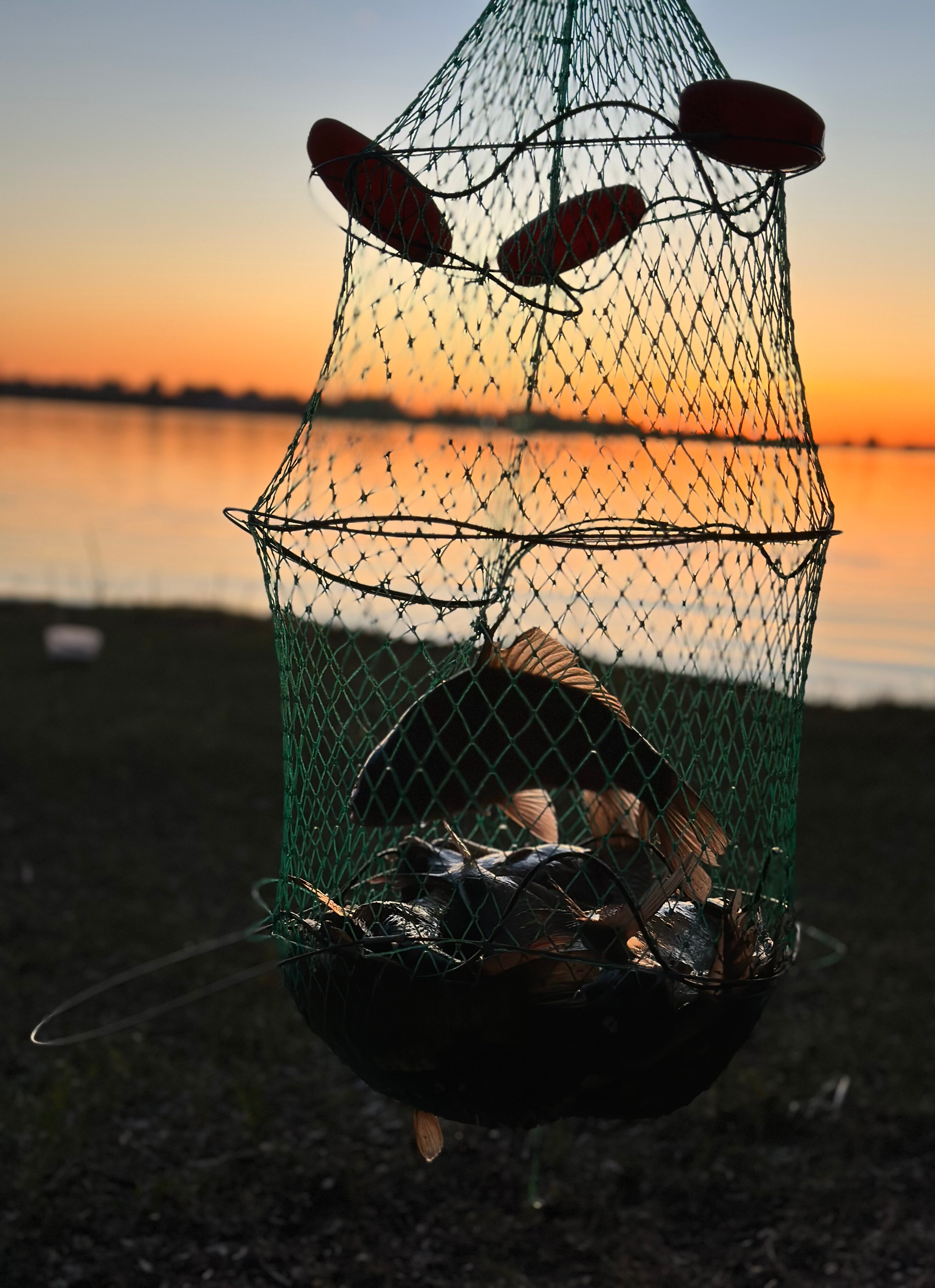 Фото Тополя