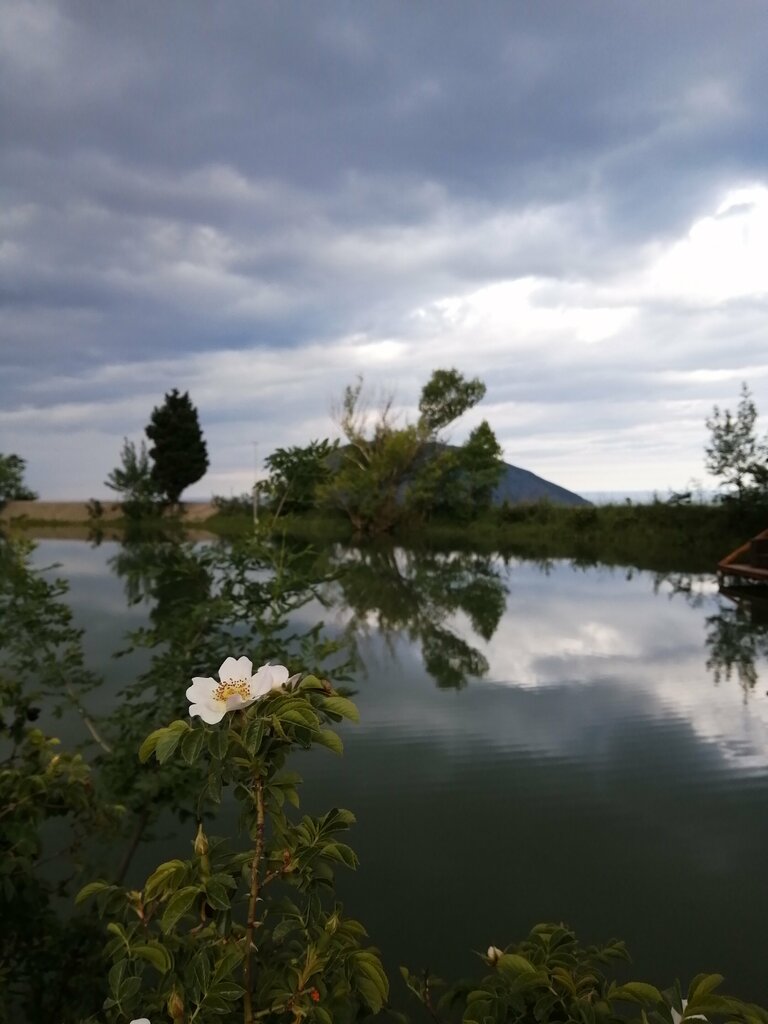 Urban forest Отдых у озера, Republic of Crimea, photo