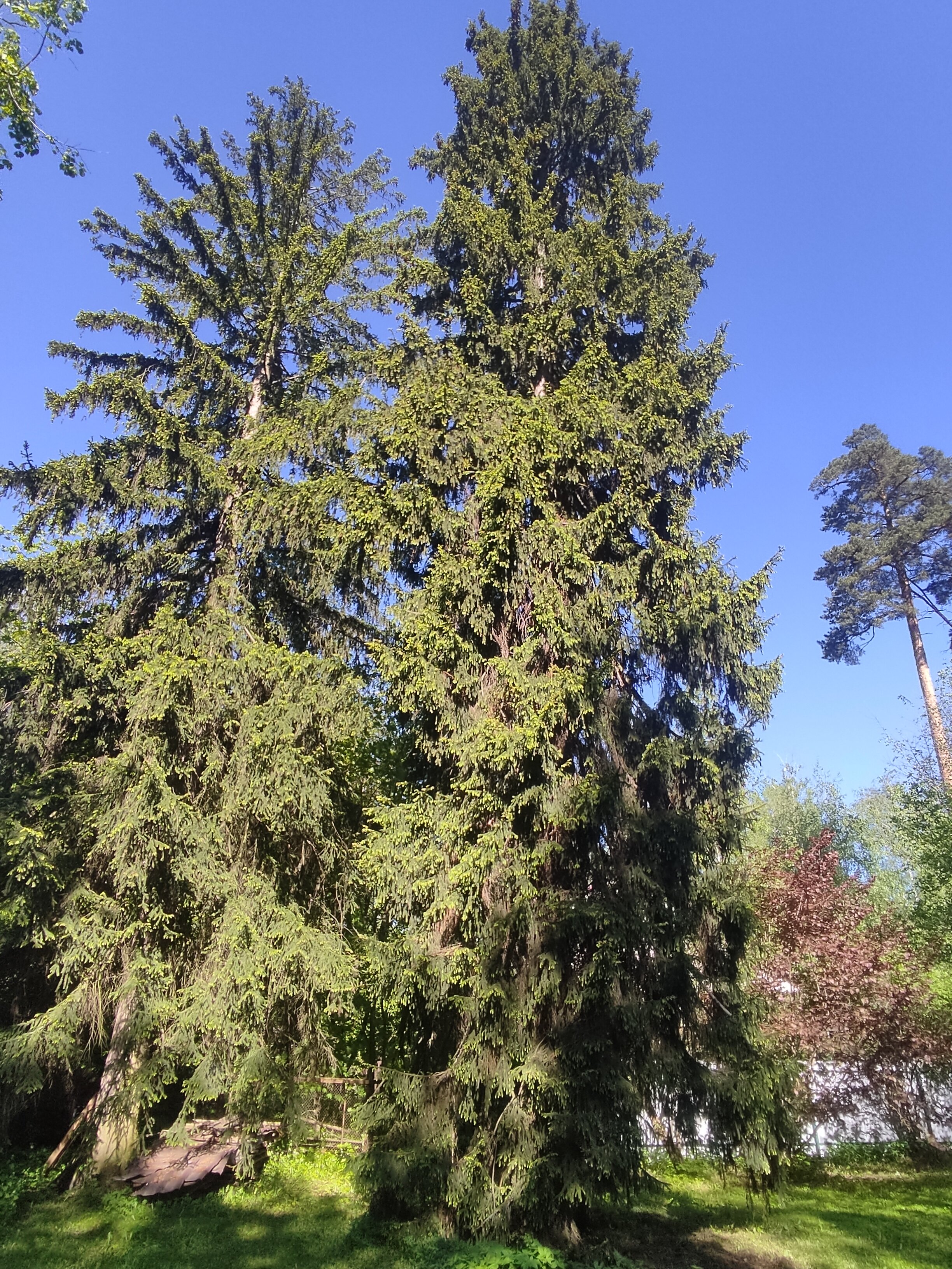 Фото Рябушинка