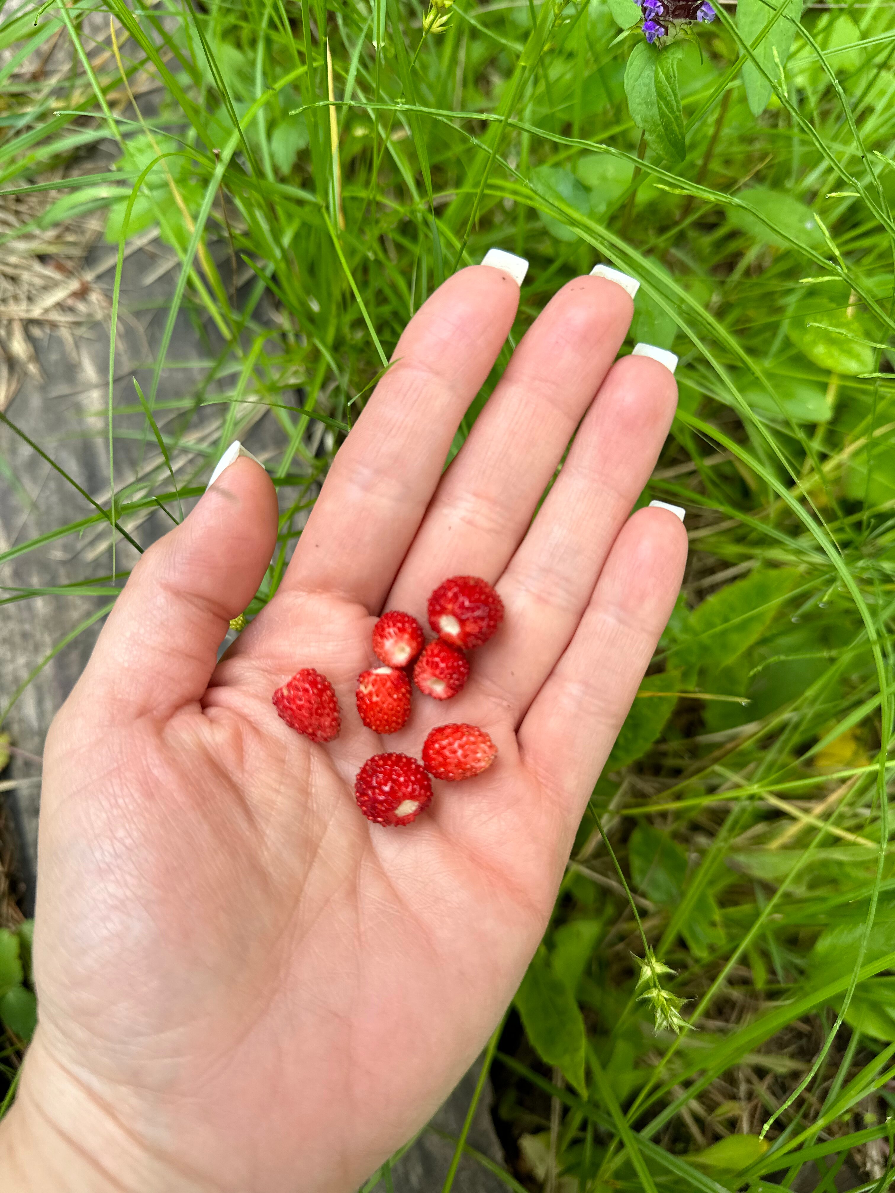 Фото О, Дни в Лесу