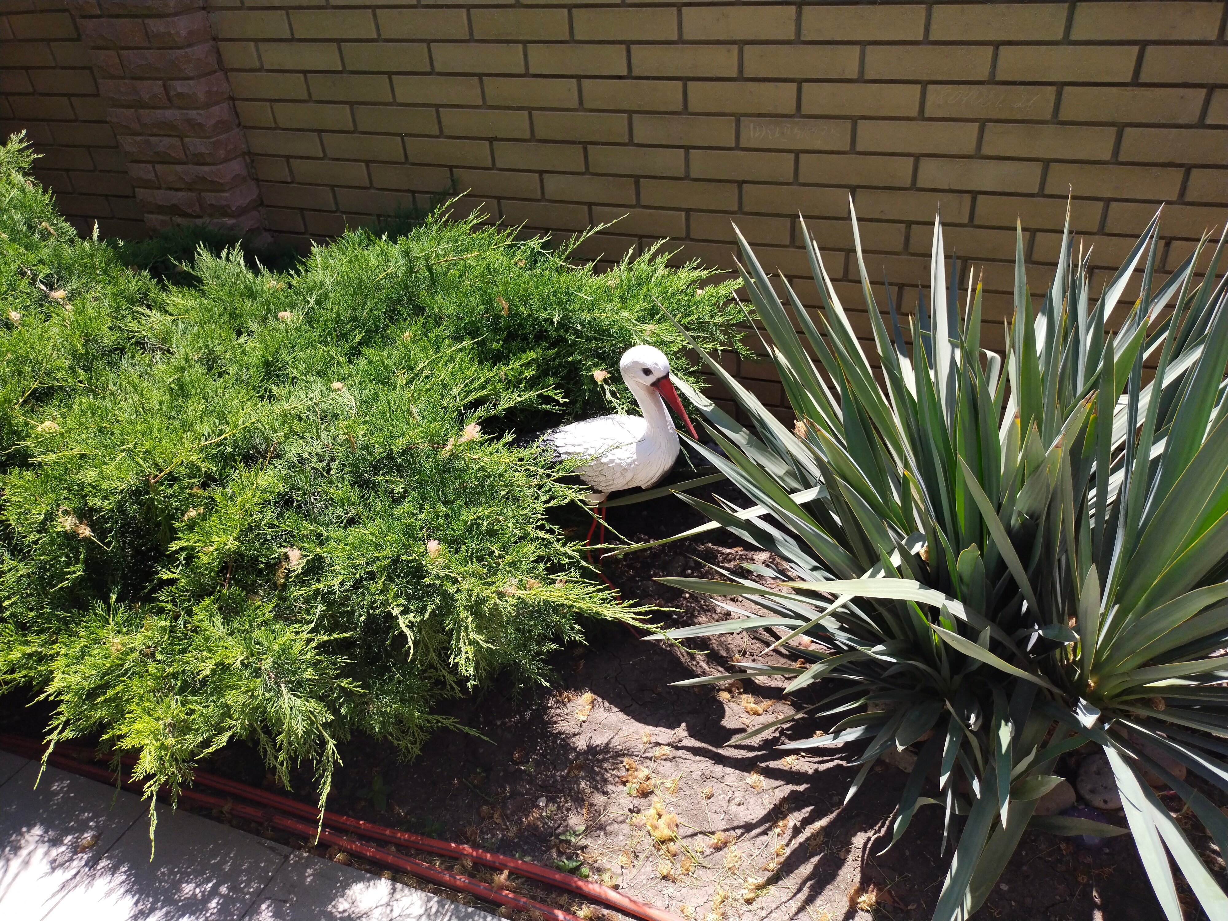 Фото Магнолия