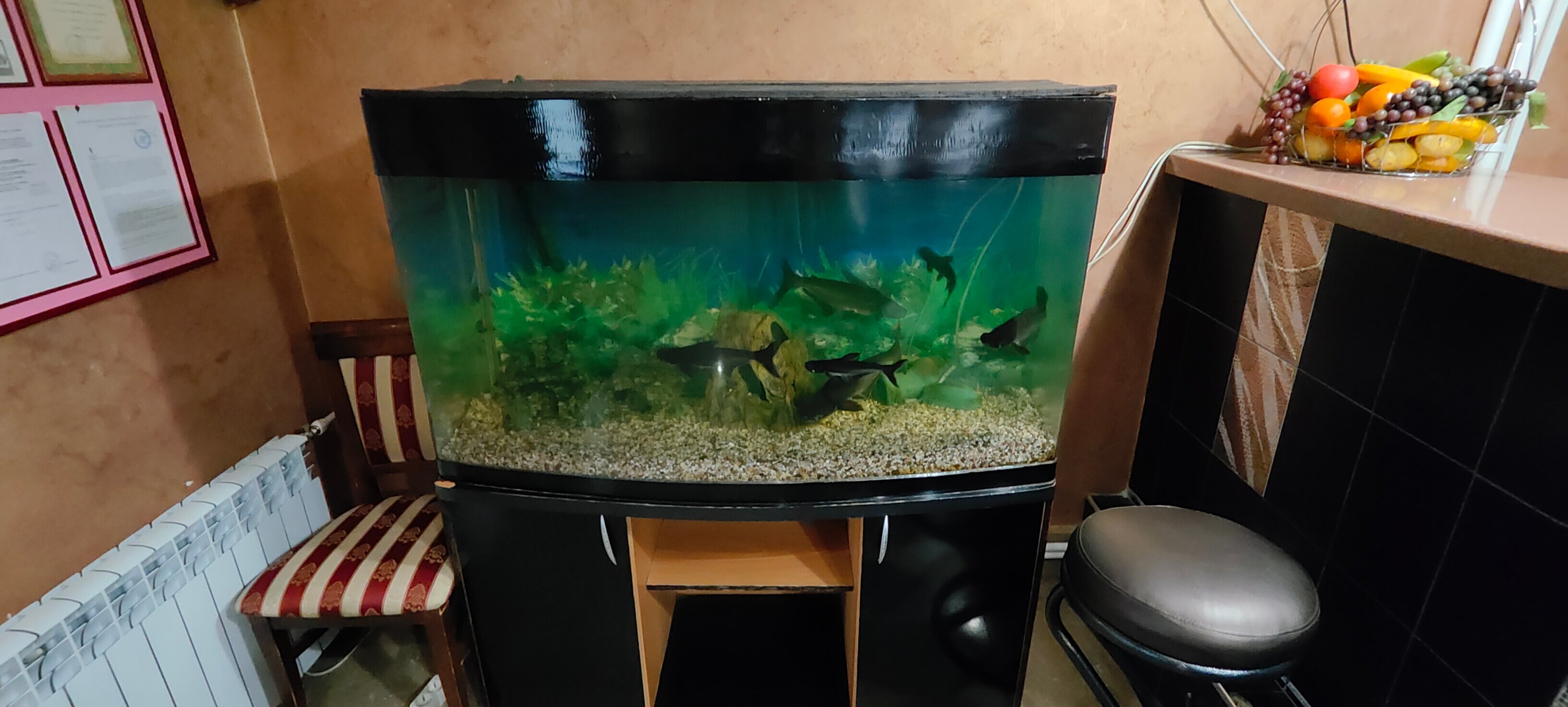 Фото Альпари