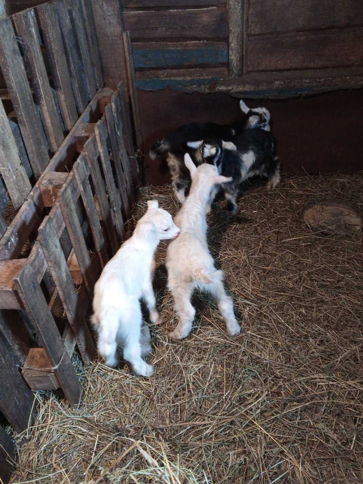 Фото 93044614489