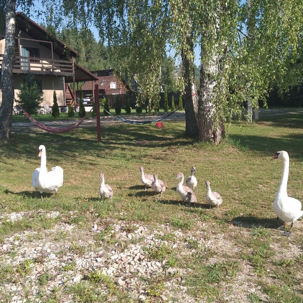 Hotel Угоринка-3, Pskov Oblast, photo