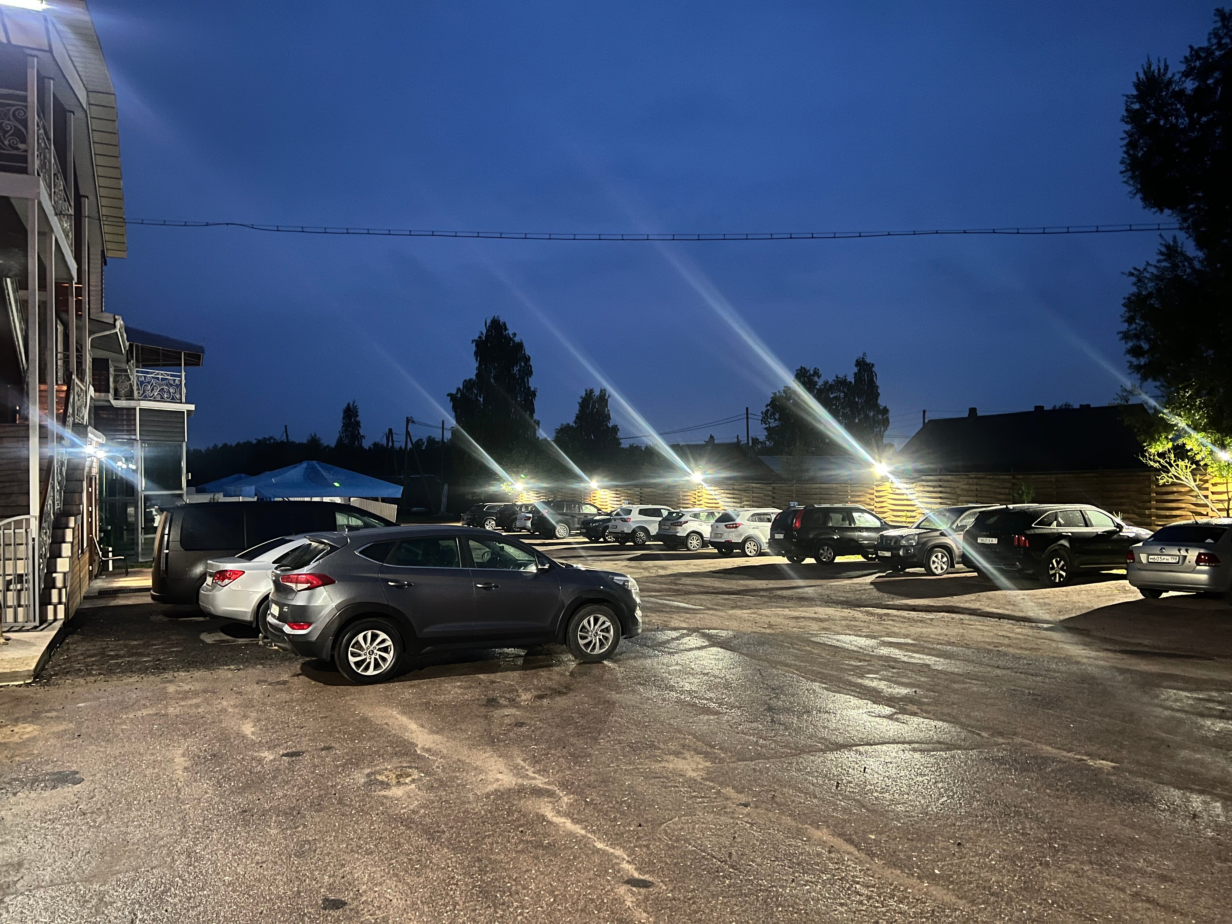 Фото Golden Rose