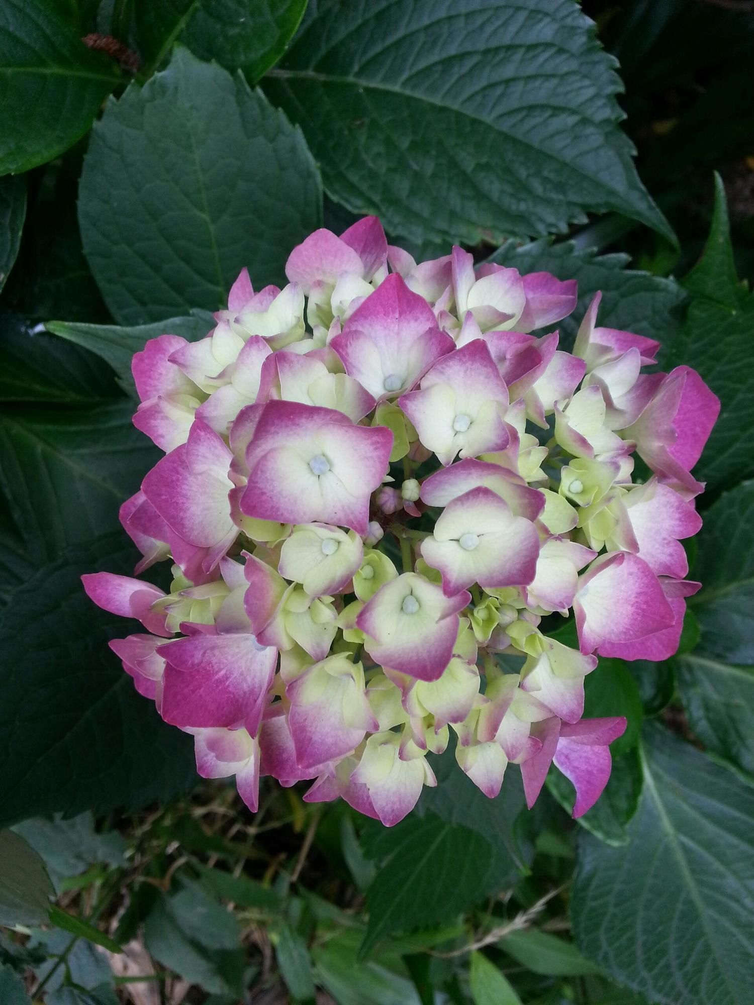 Фото Hyu+ Guest House - Hostel