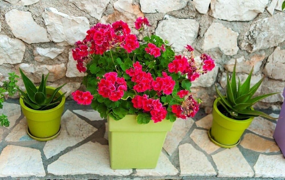 Фото San Lazzaro