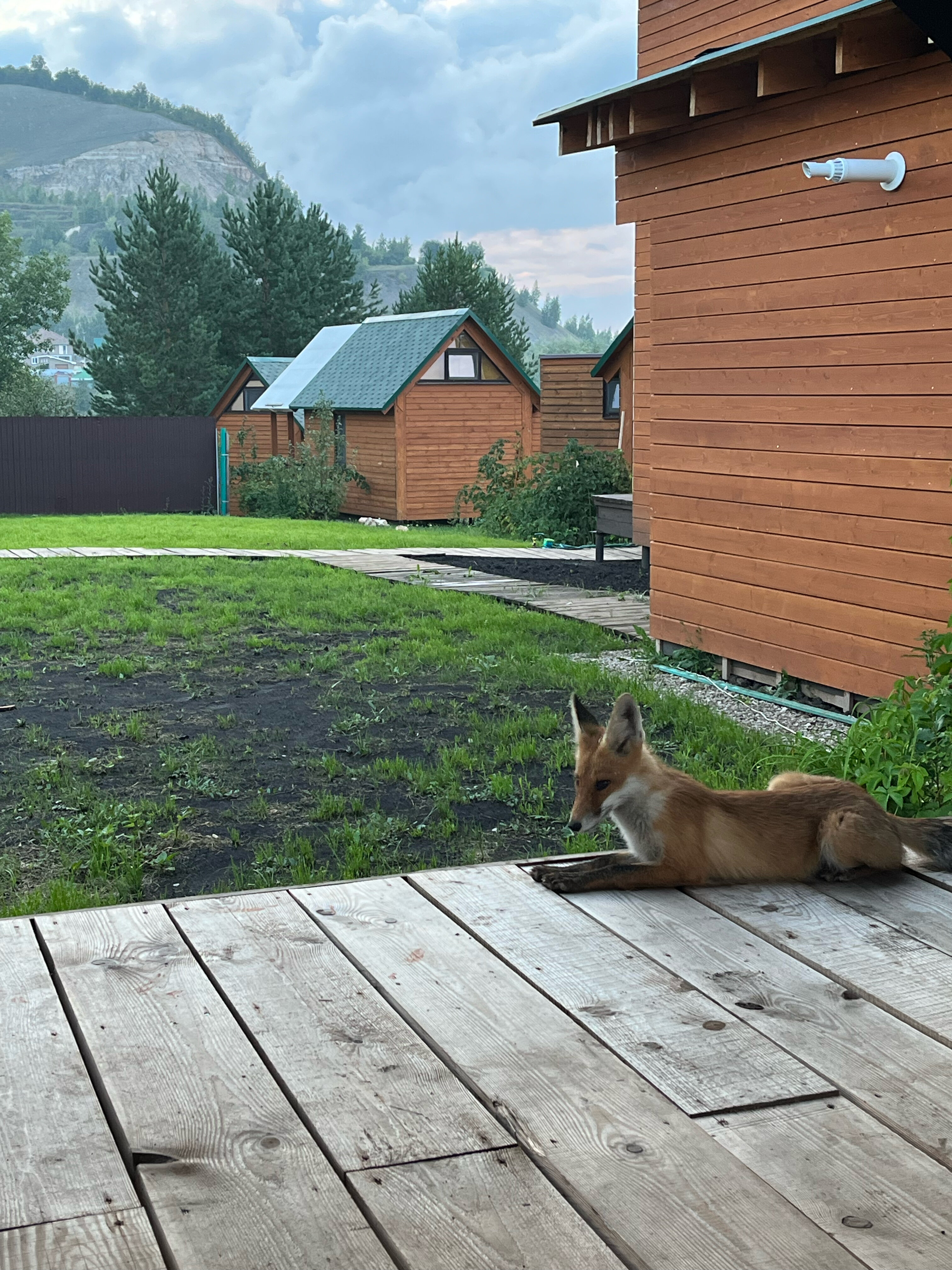 Фото Лисички-сестрички