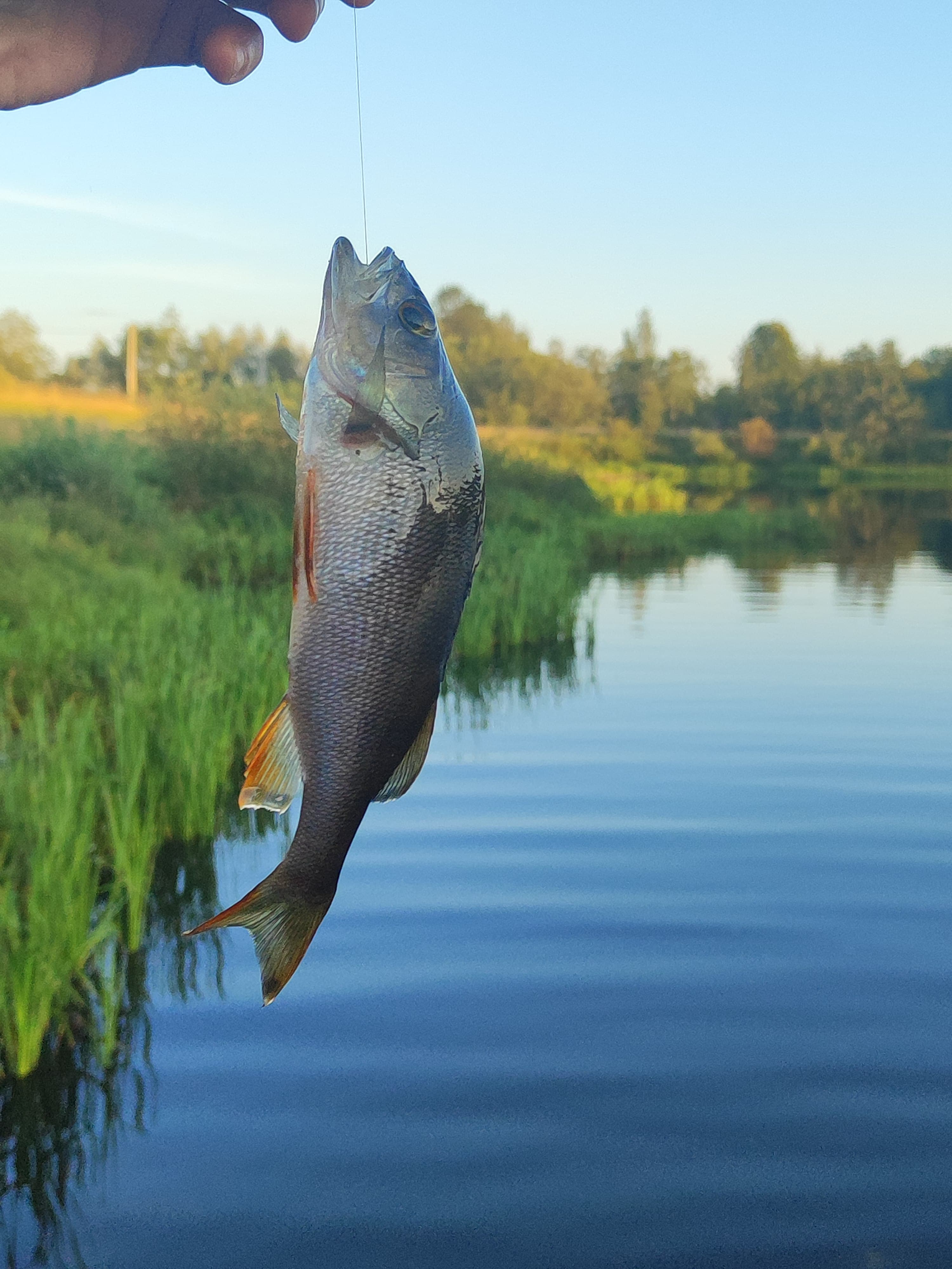 Фото Лаванда