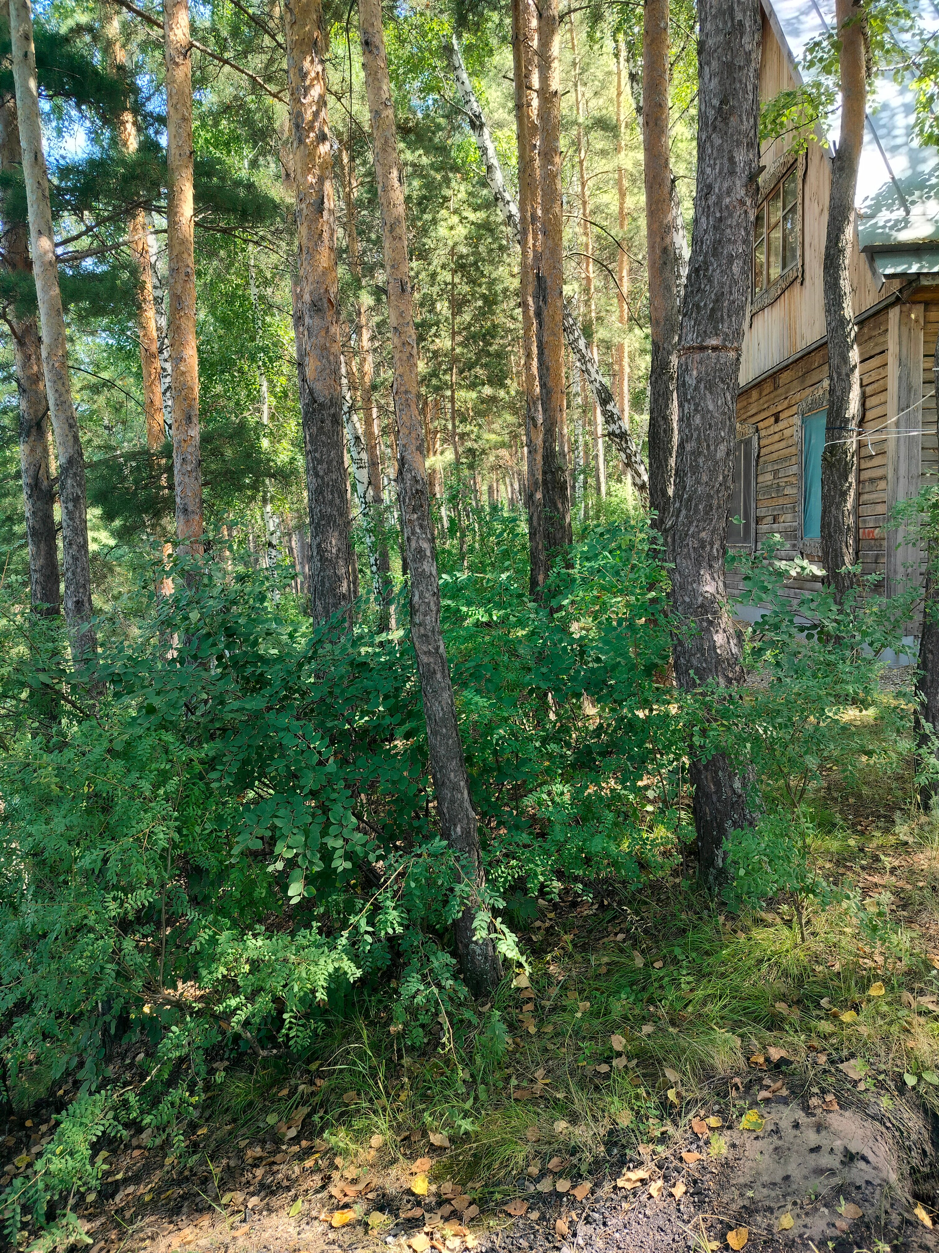 Фото Лунёвка