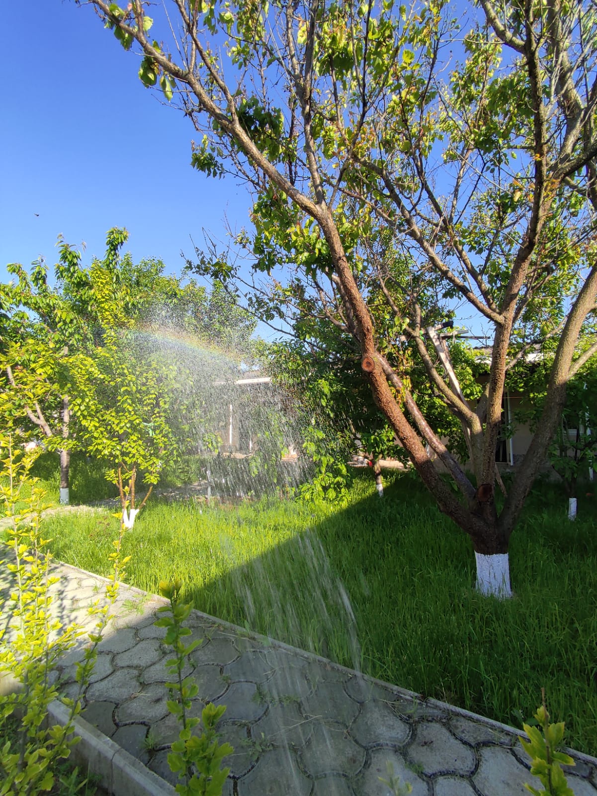 Фото Лонисера