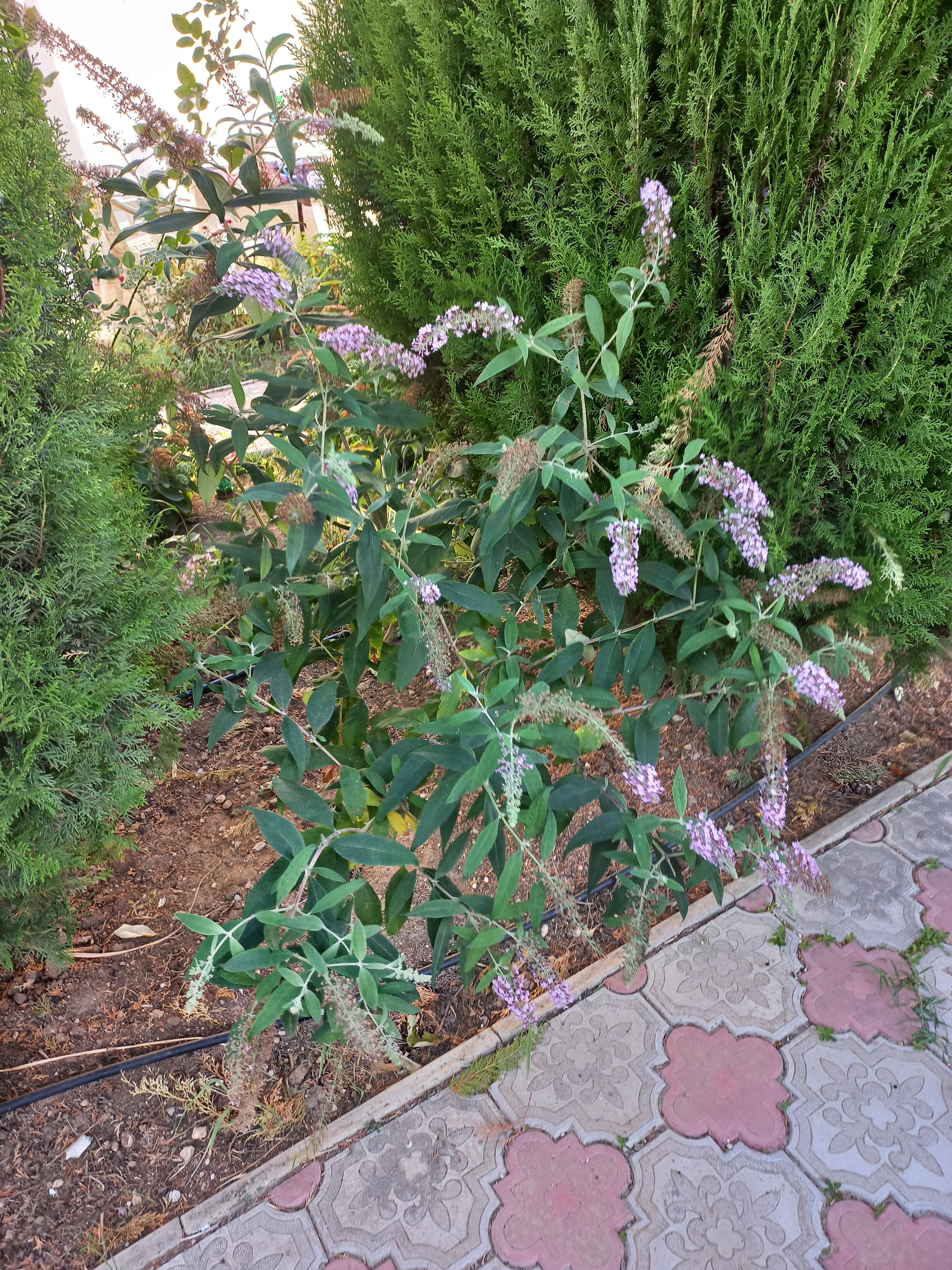 Фото Сахалин