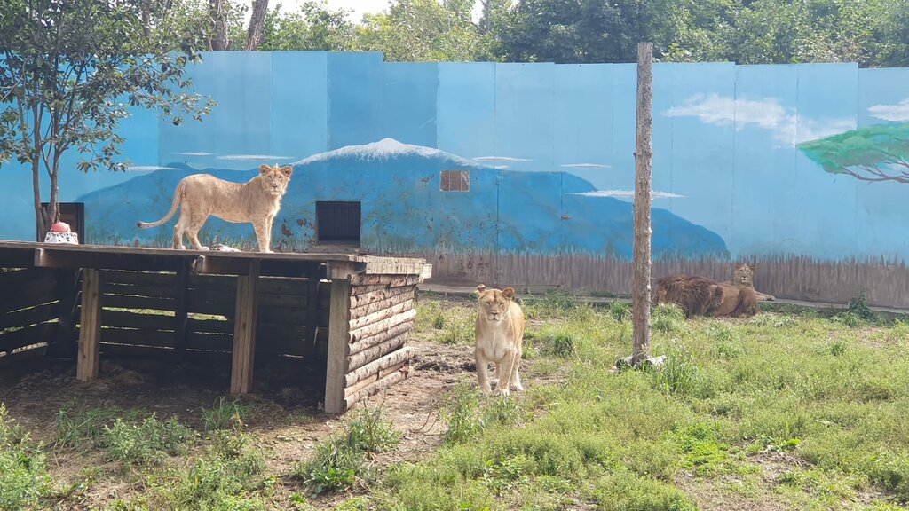 Cafe Пробуждение, Primorsky Krai, photo