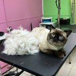 Bonya i Sonya (Krasnodar, 40 let Pobedy Street, 123), salón de mascota, peluquería de animales