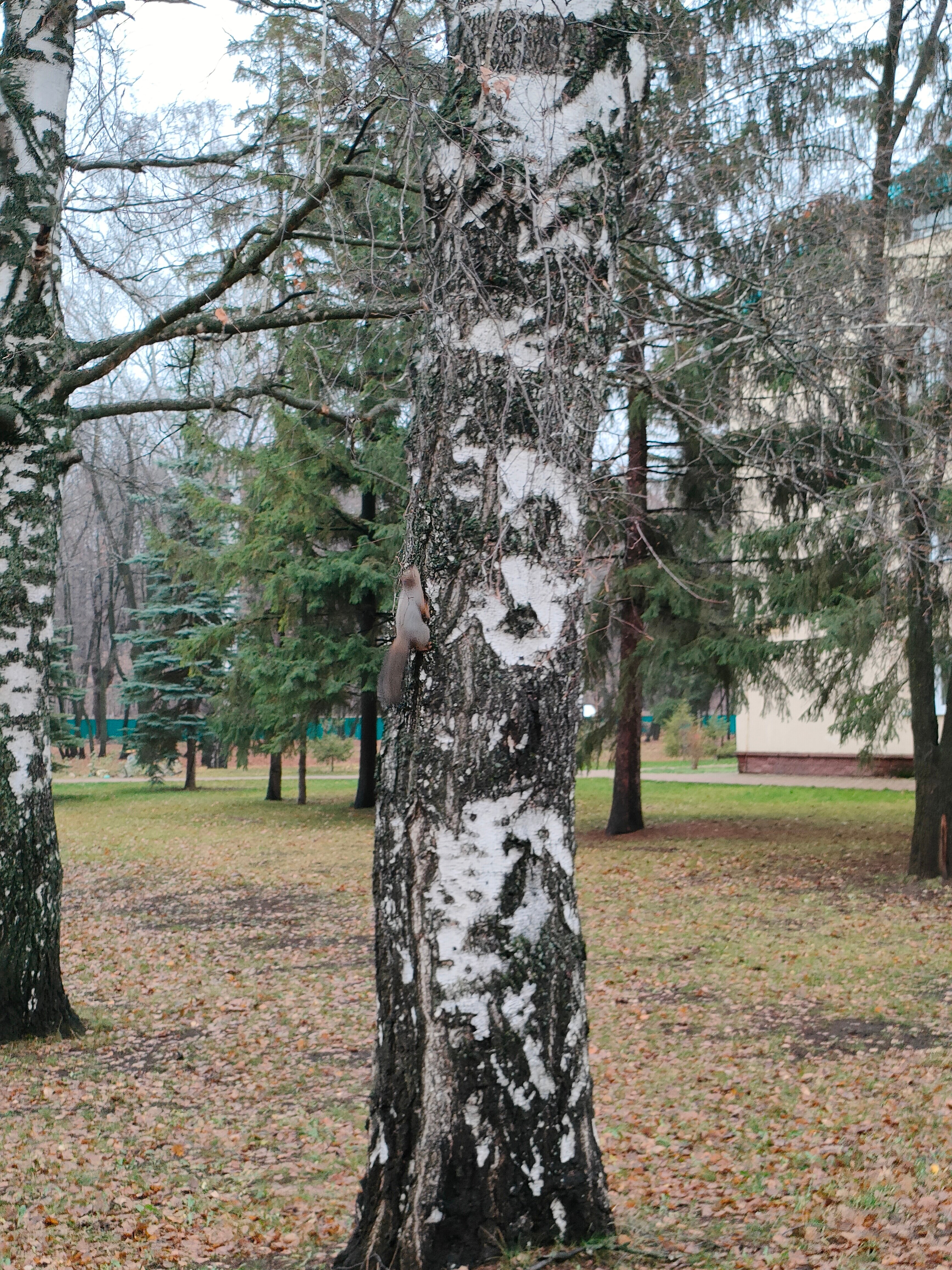 Фото Зеленая Роща