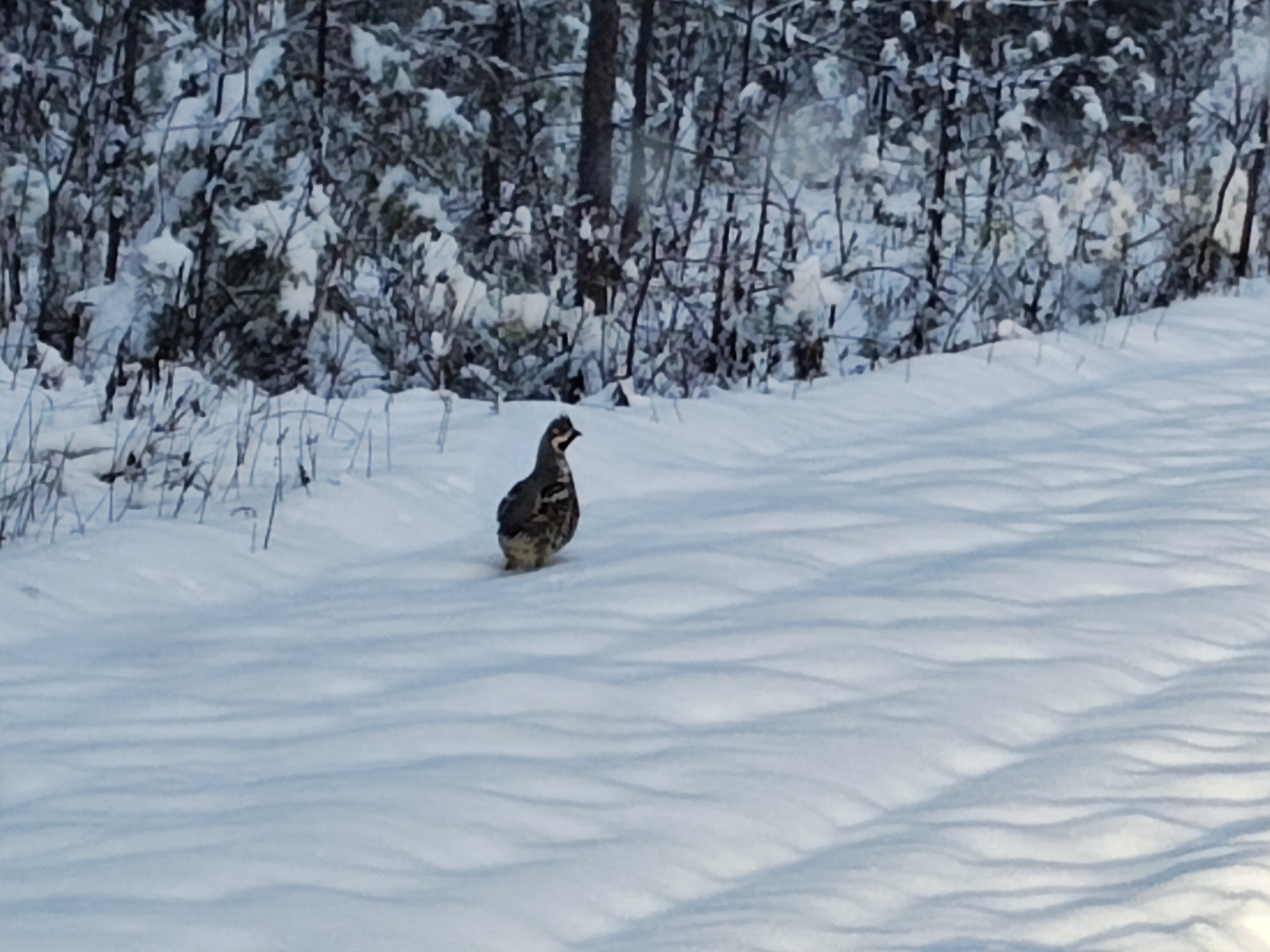 Фото Таежная Рось