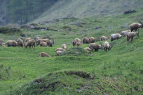 Фото Albergo Boule de Neige