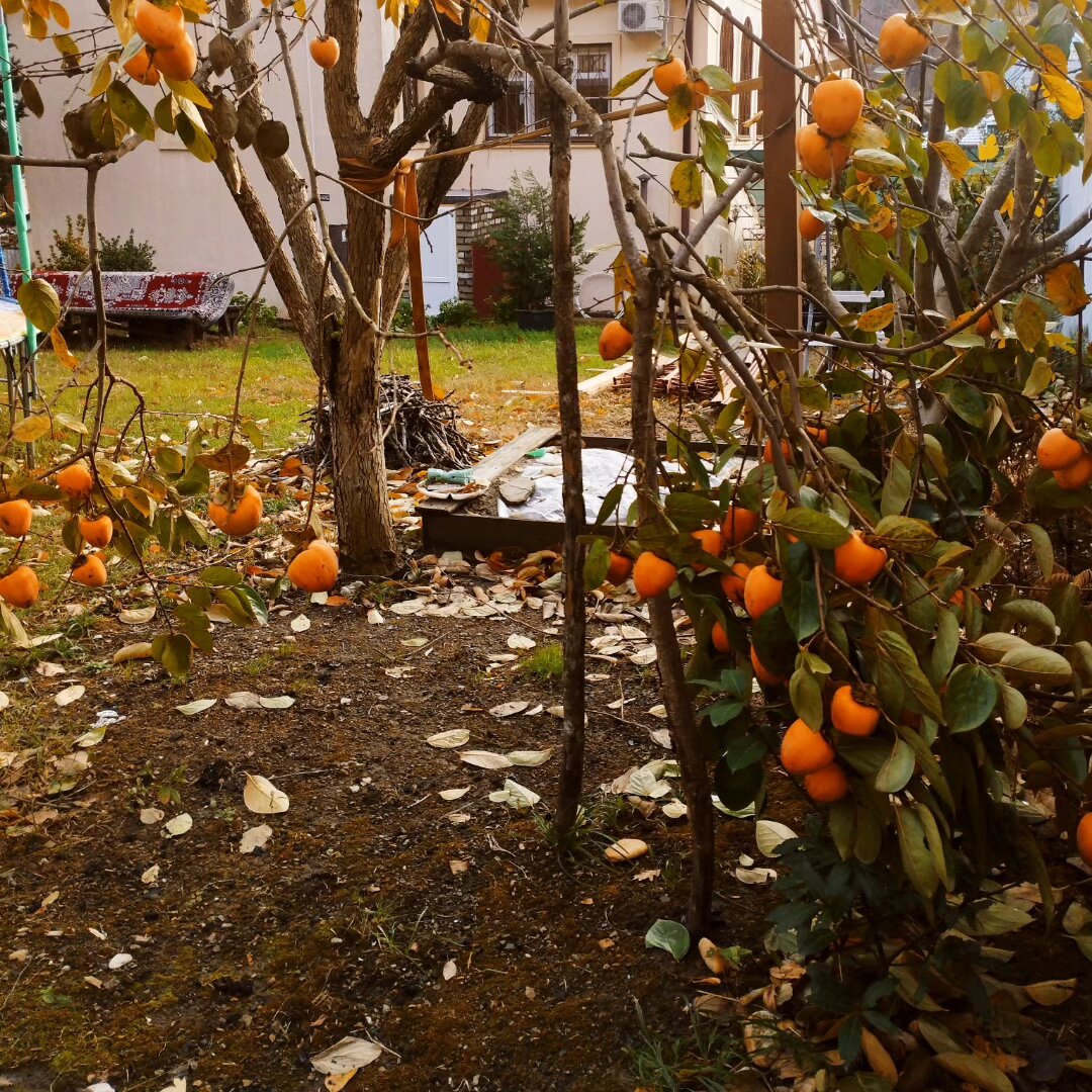 Фото Мебелированные комнаты на Черноморском побережье