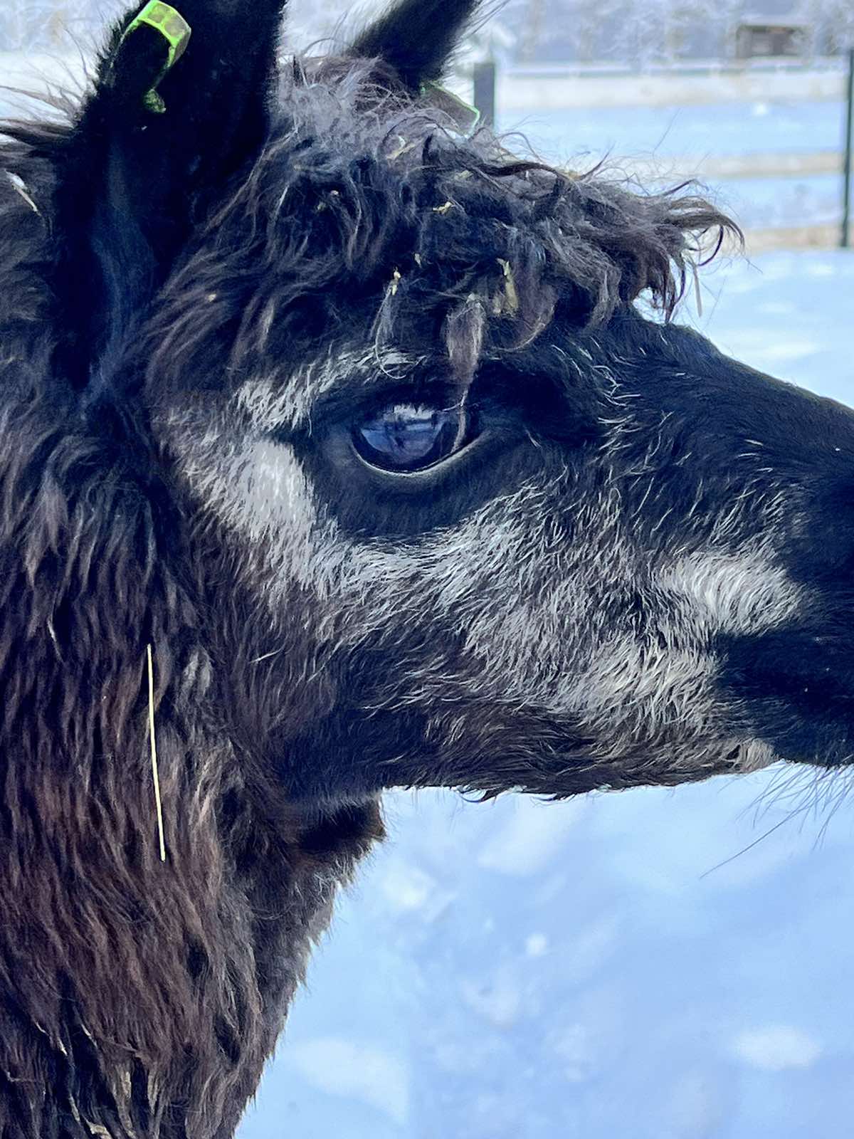 Фото Пара Альпак