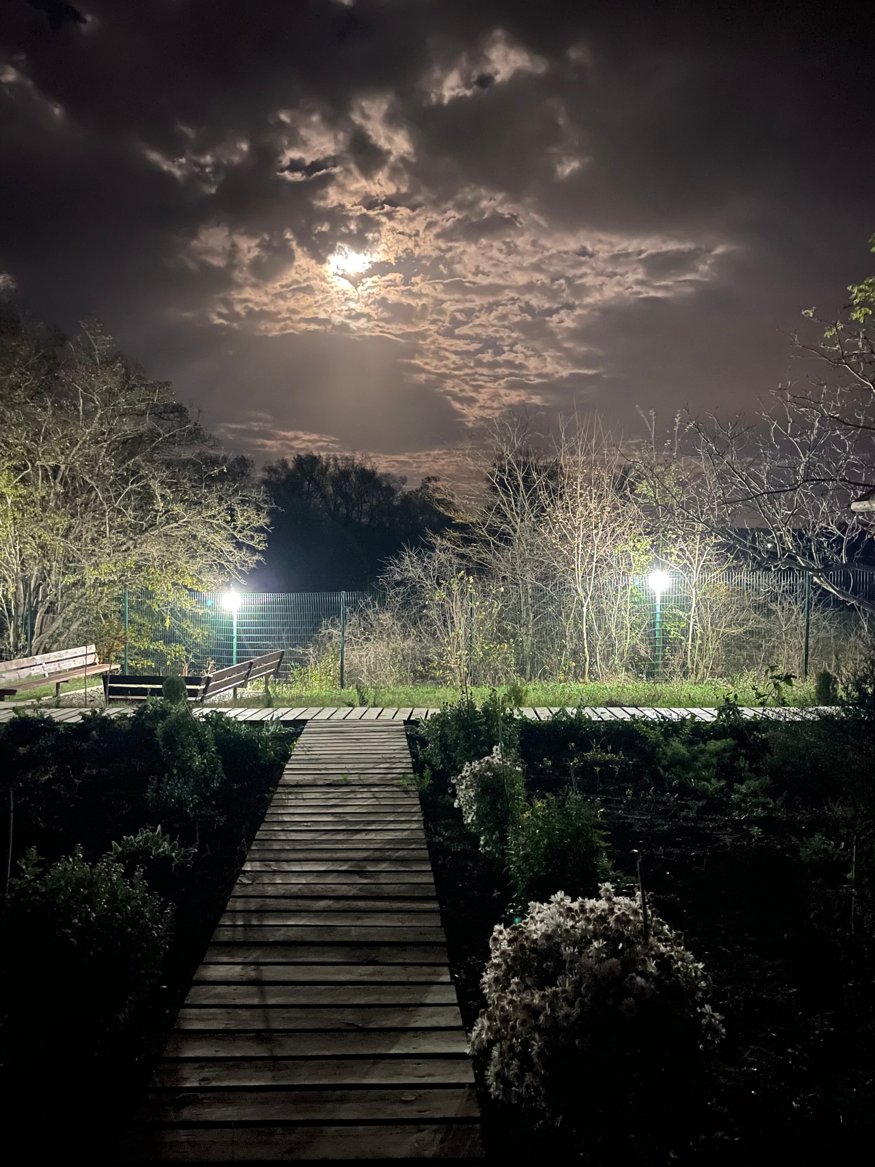 Фото Стрижи