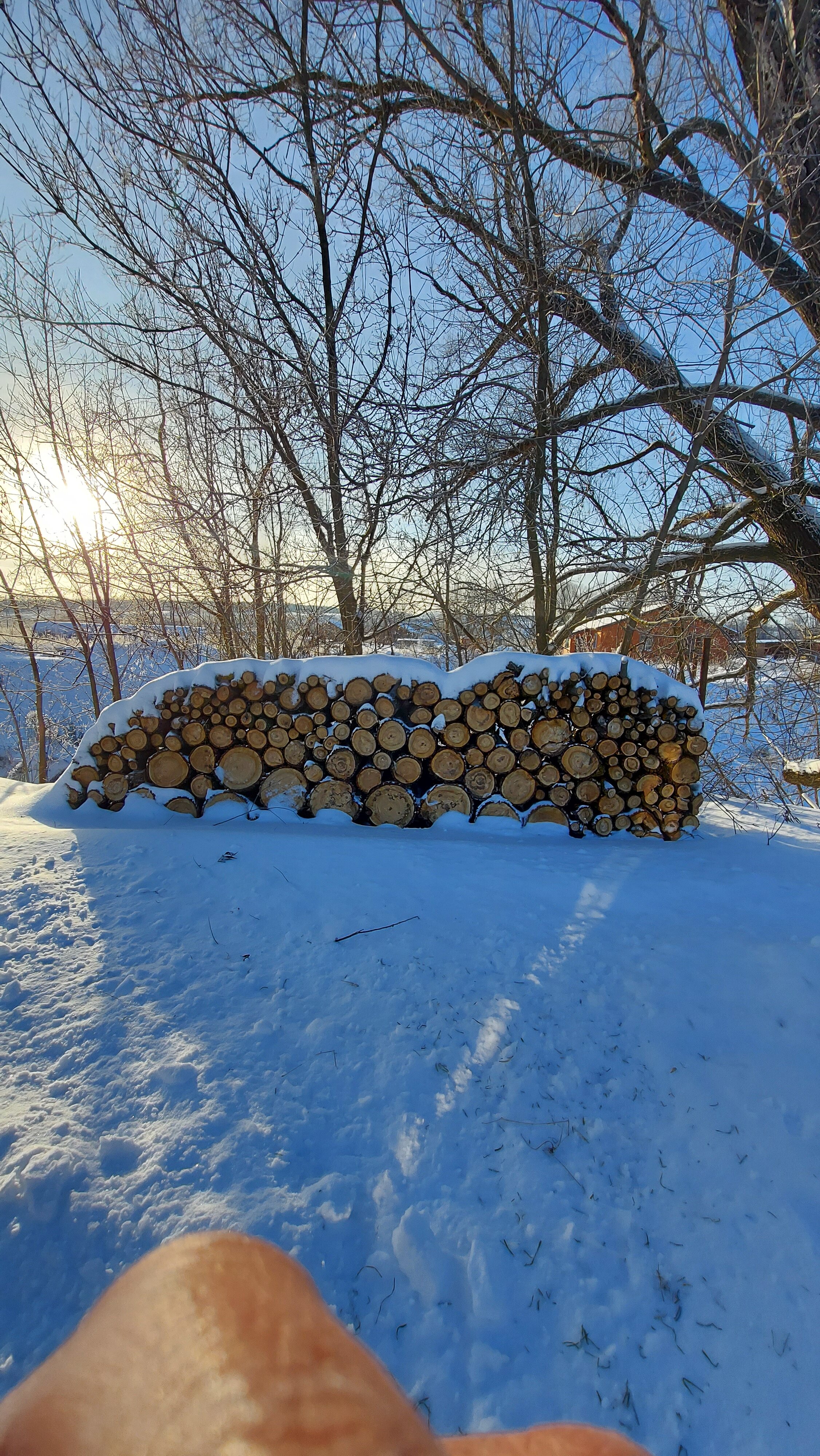 Фото Ёлки-Палки