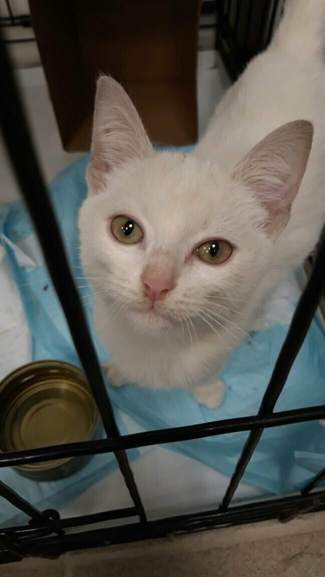 Стерилизация кошки Воронеж