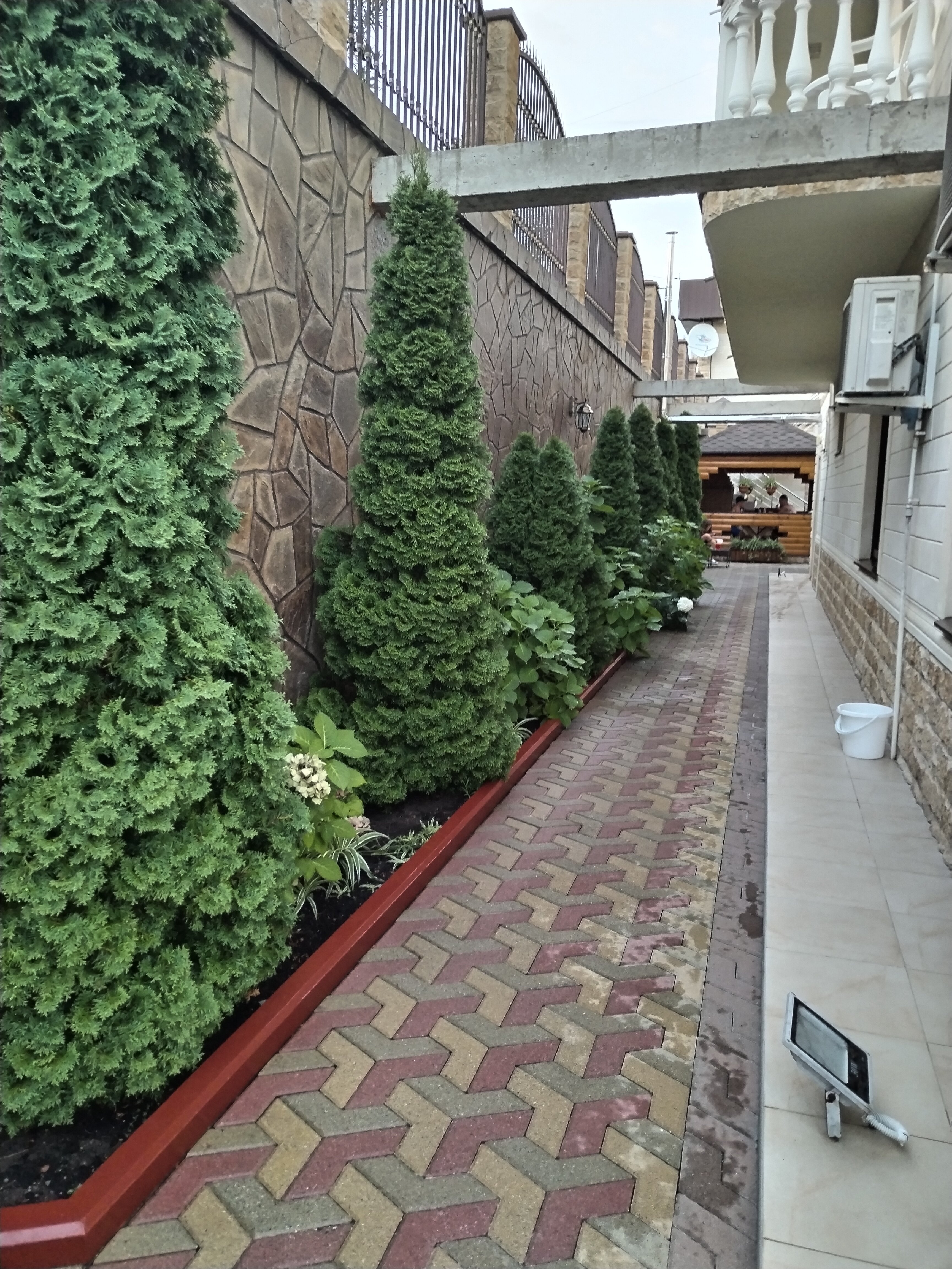 Фото Золотой Лев