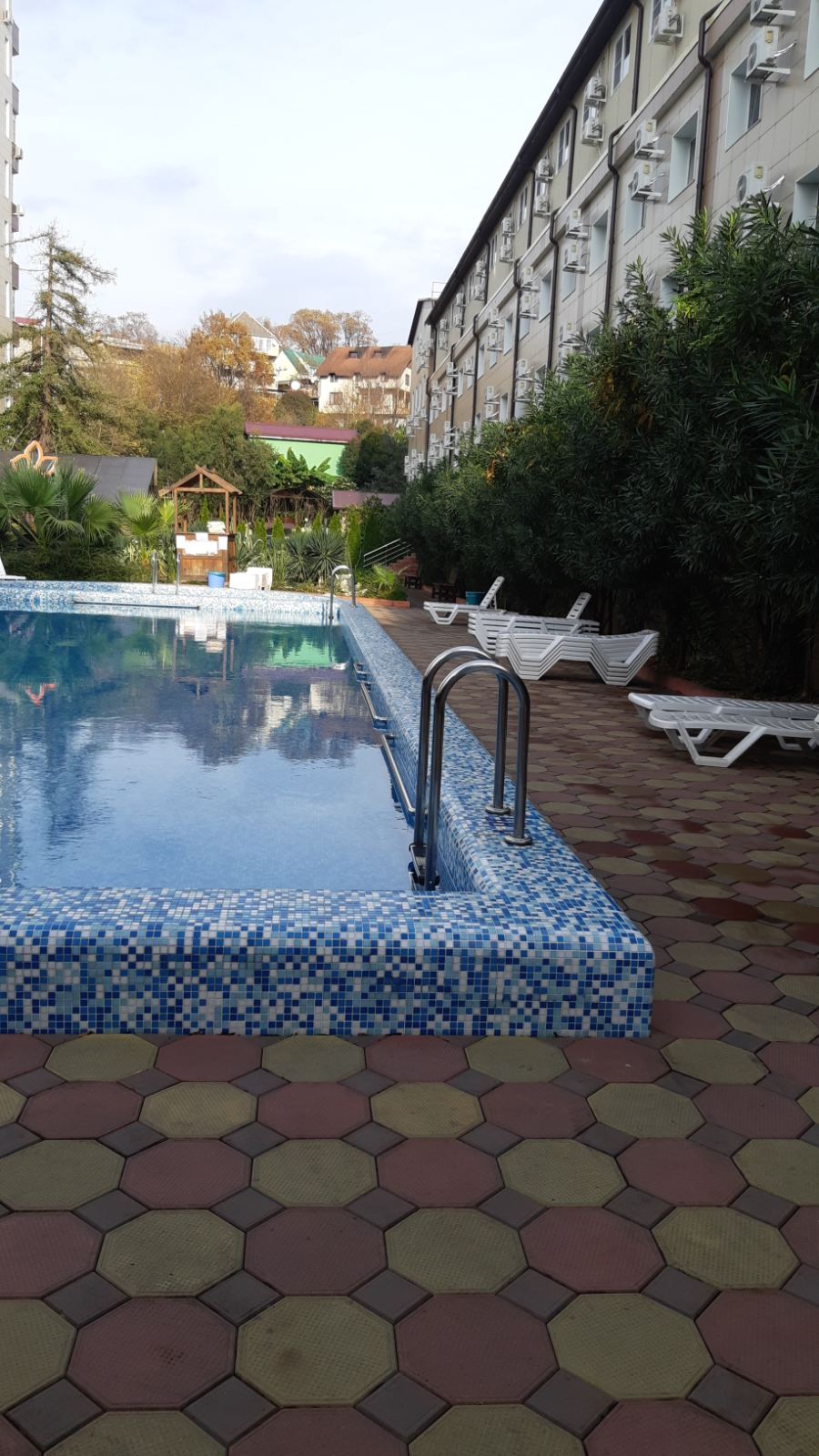 Фото Азалия