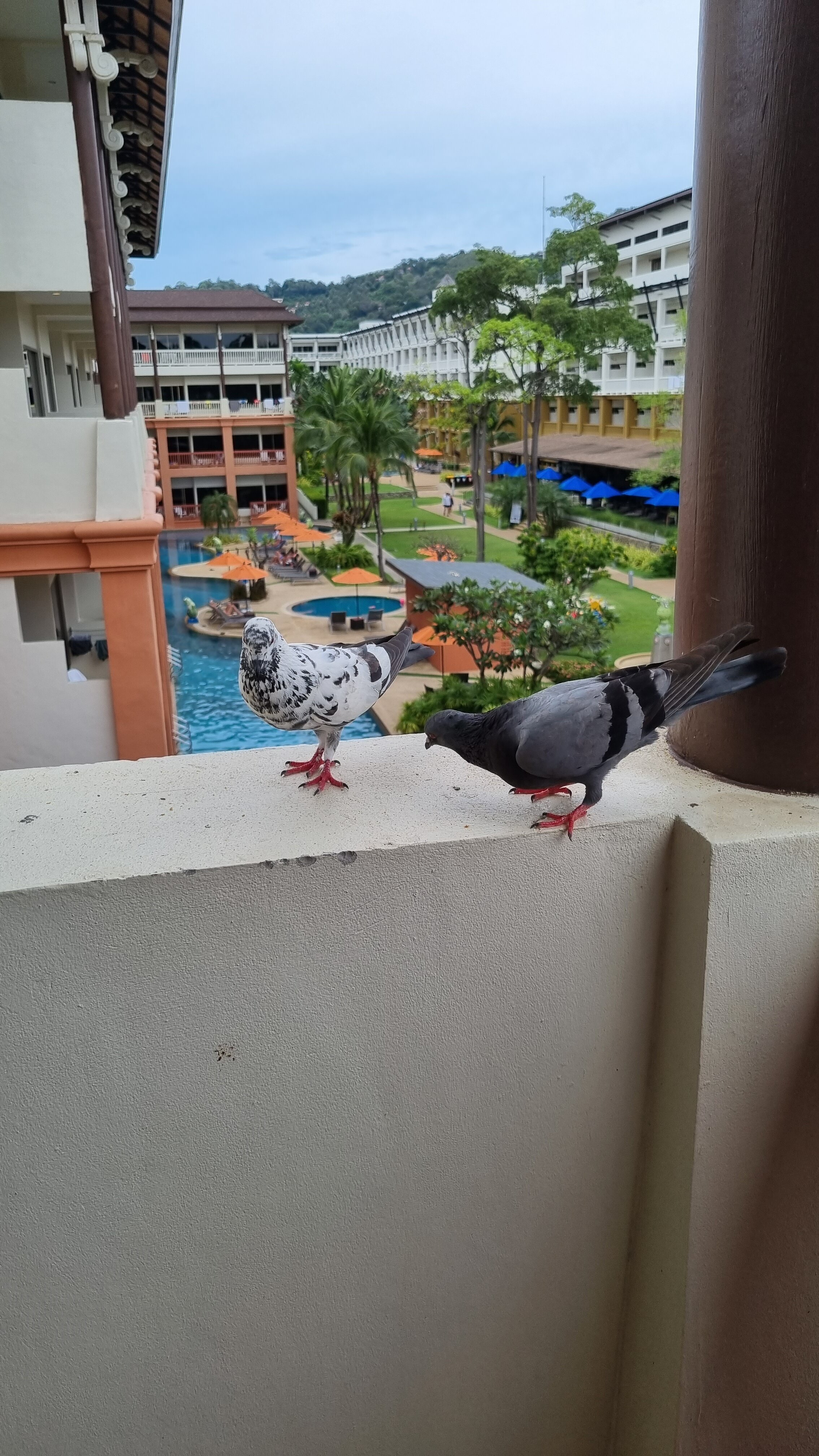 Фото Kata Sea Breeze Resort