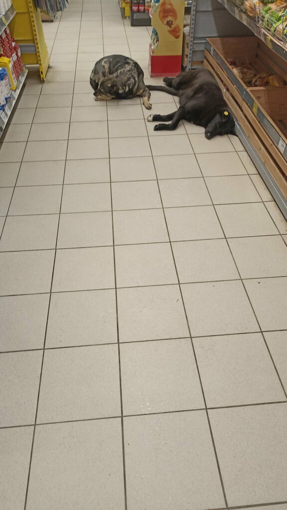 Supermarket Dixy, Serpuhov, photo