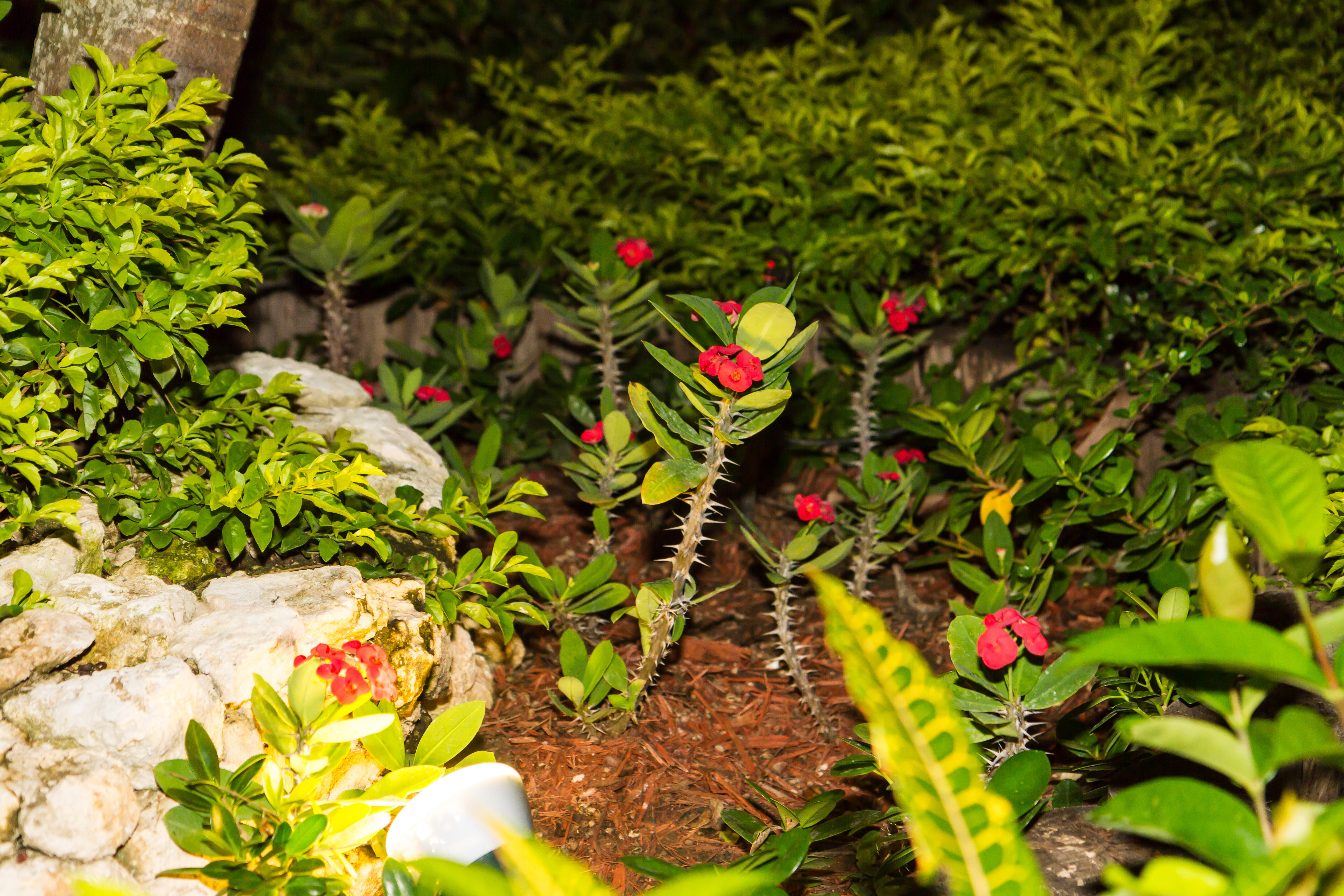 Фото Bahia Principe Grand Punta Cana