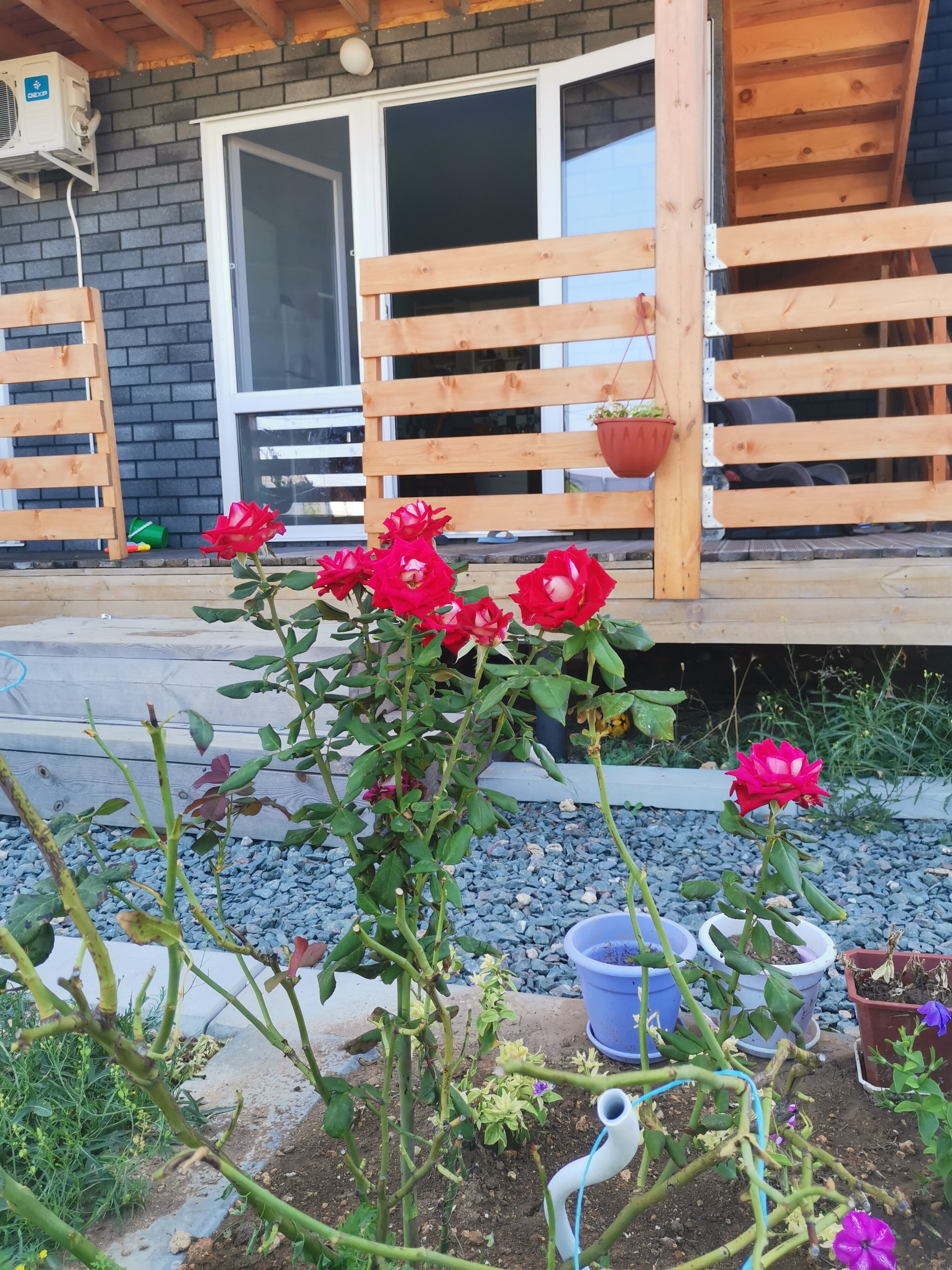 Фото Георгинн