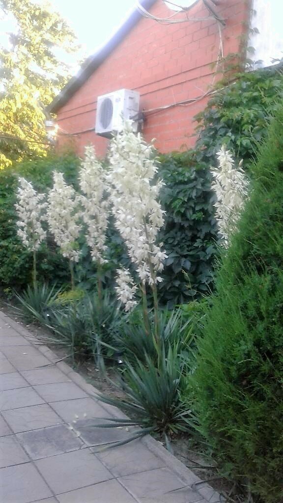 Фото Астери